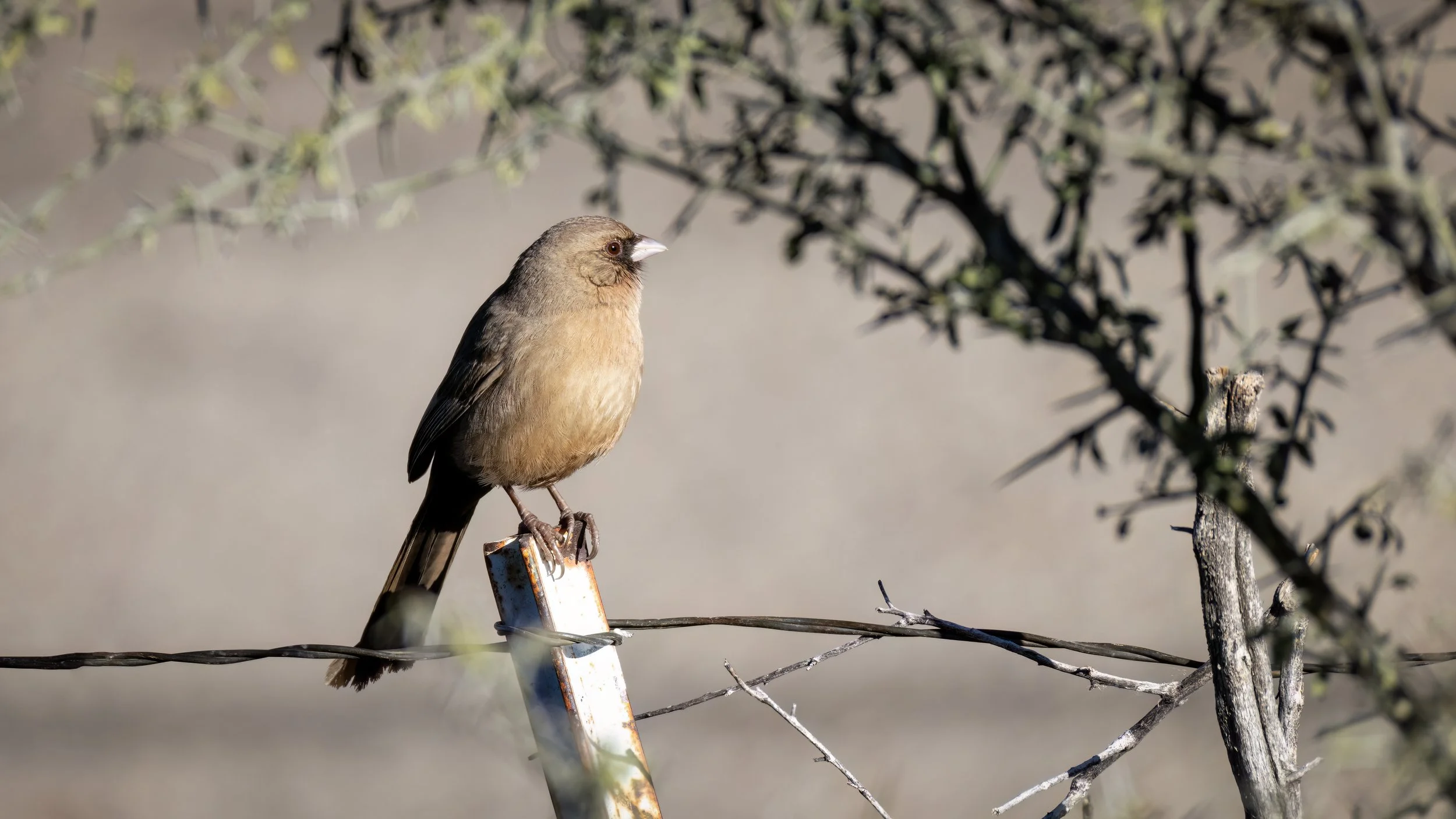 Abert's Towhee