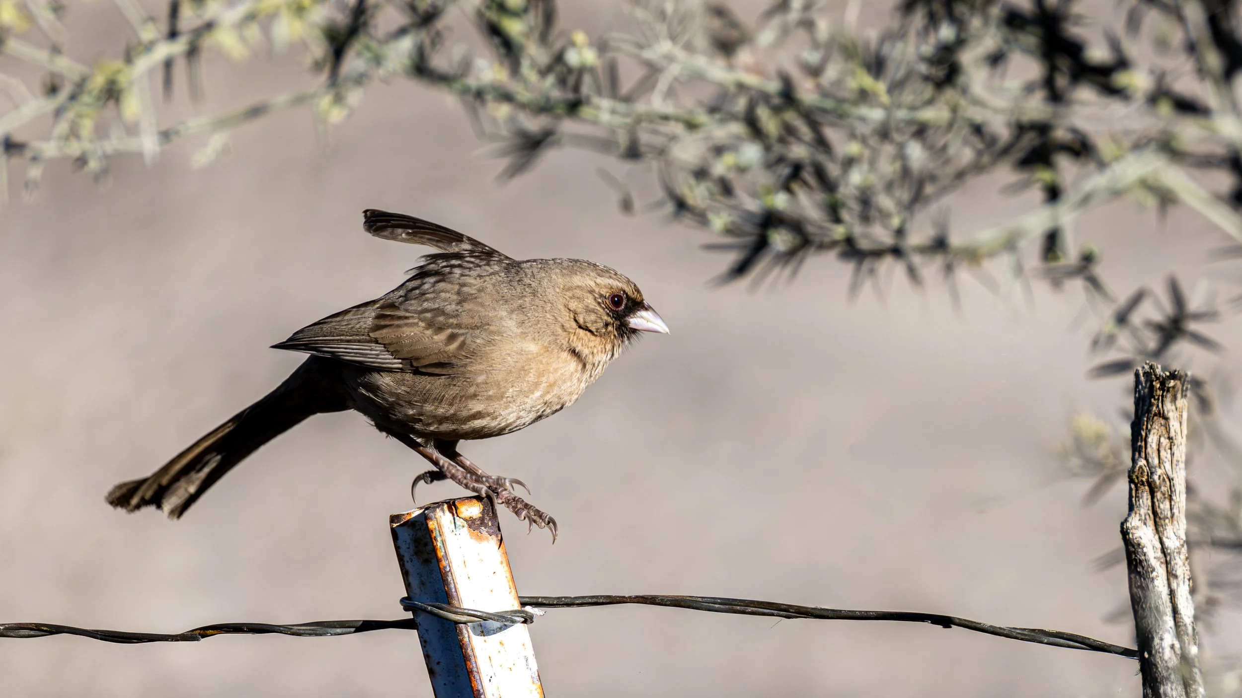 Abert's Towhee