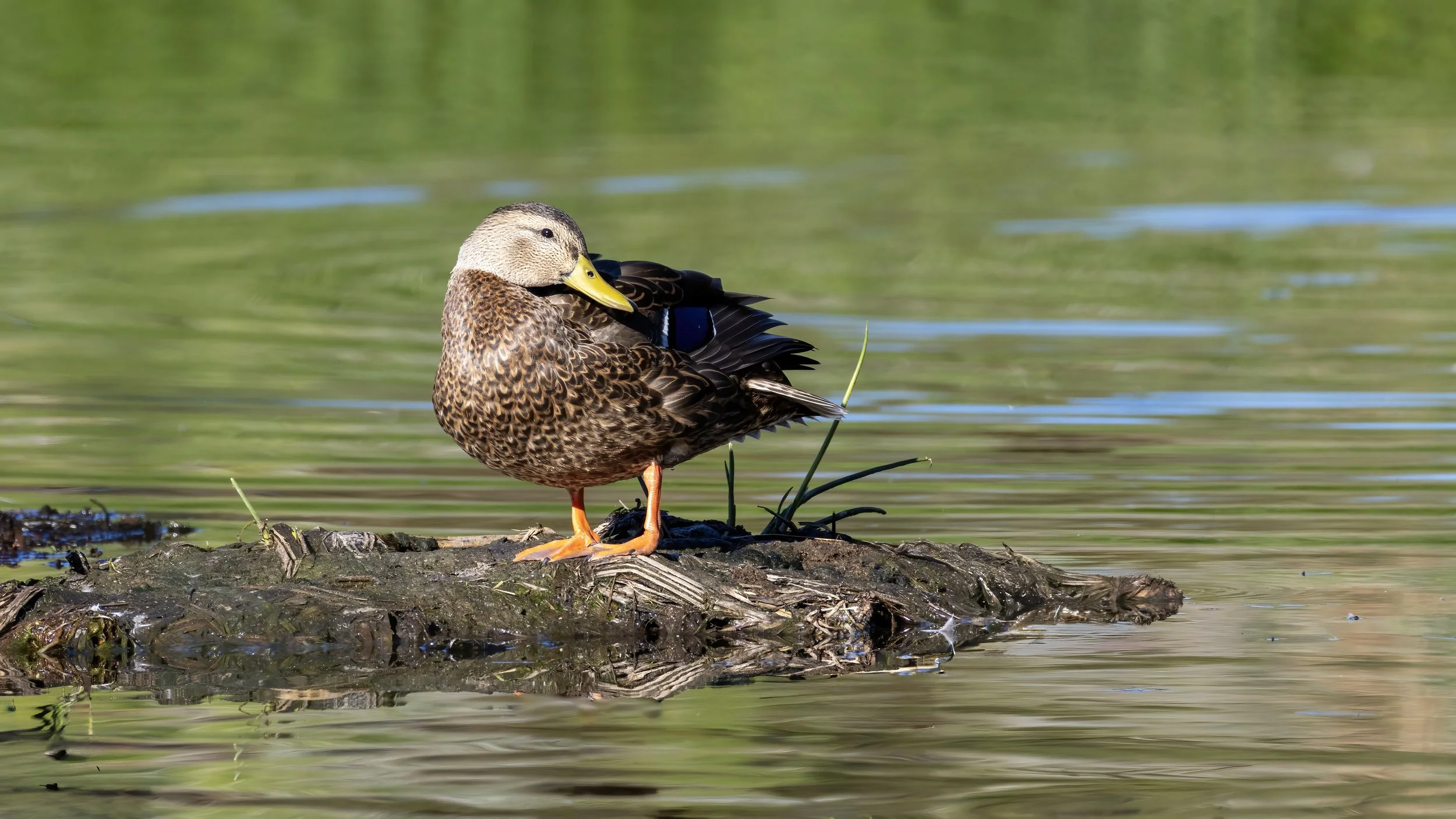 Mexican Duck  "LIFER"