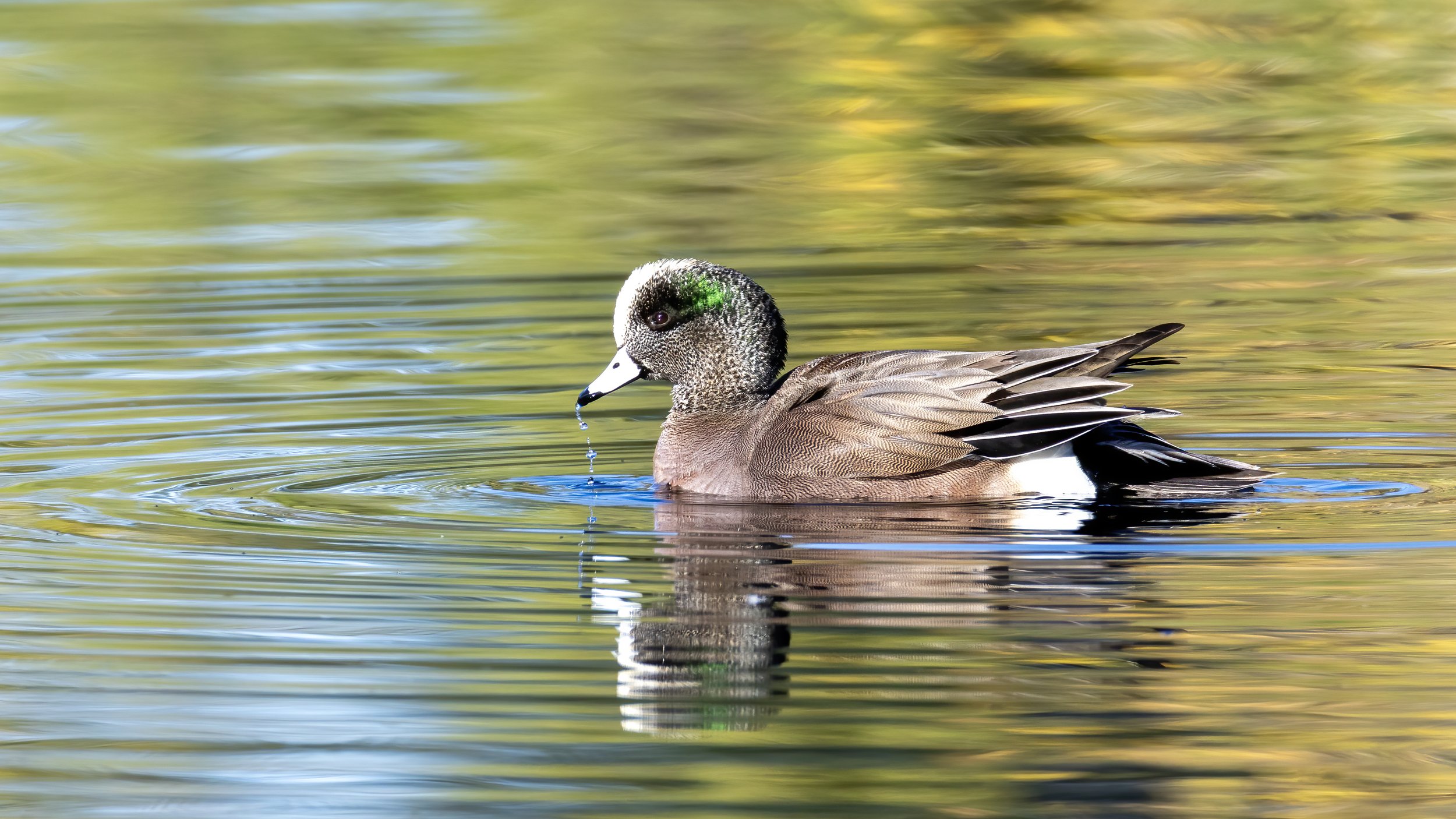 American Wigeon