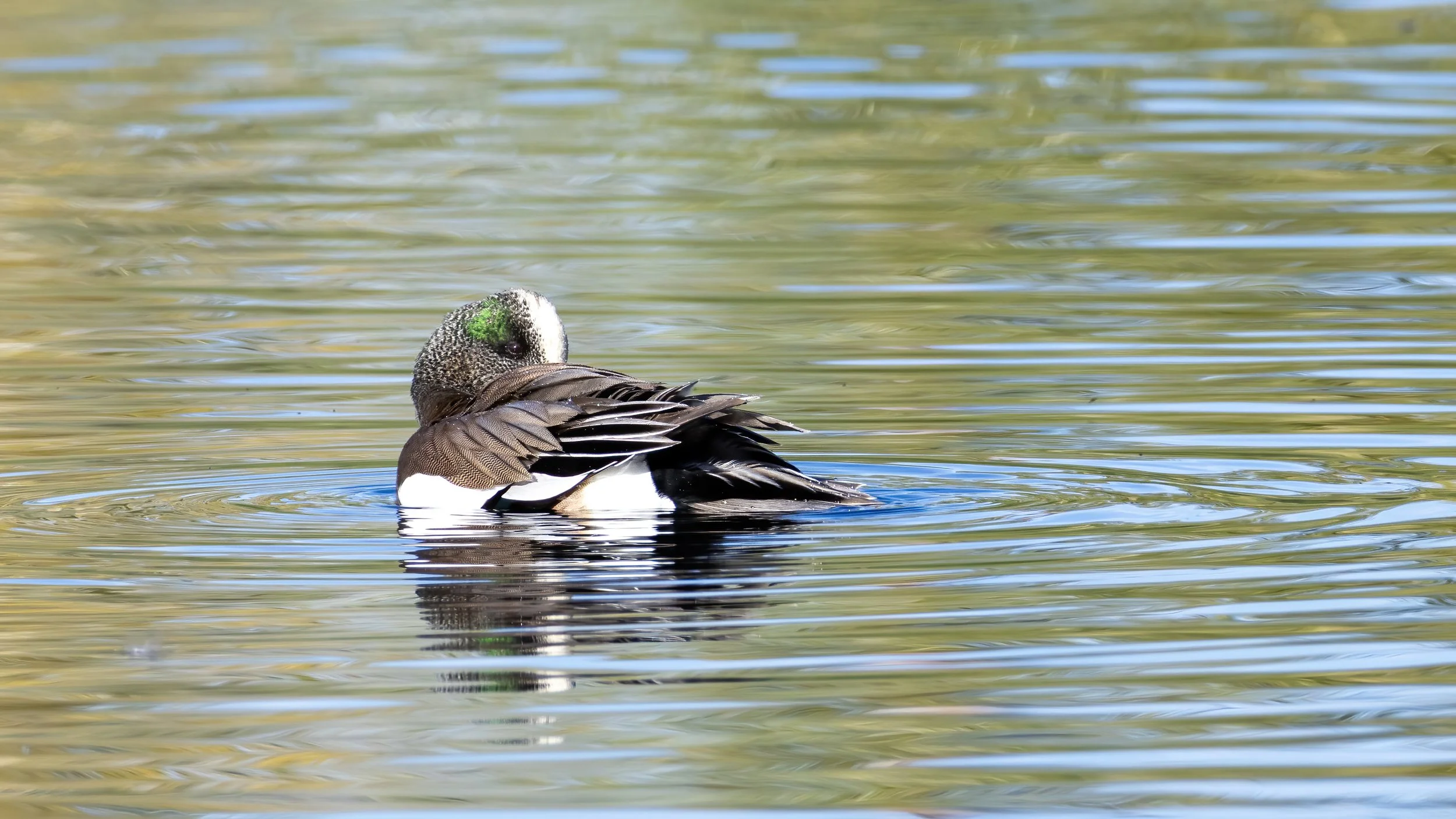 American Wigeon