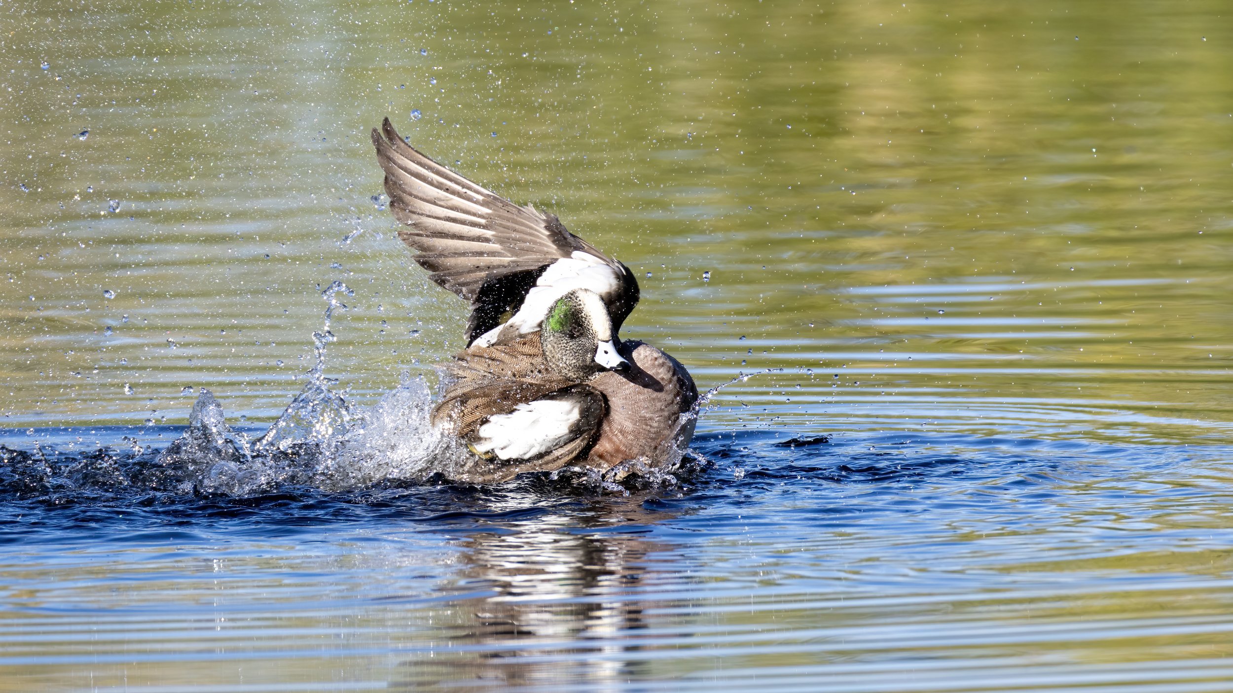American Wigeon