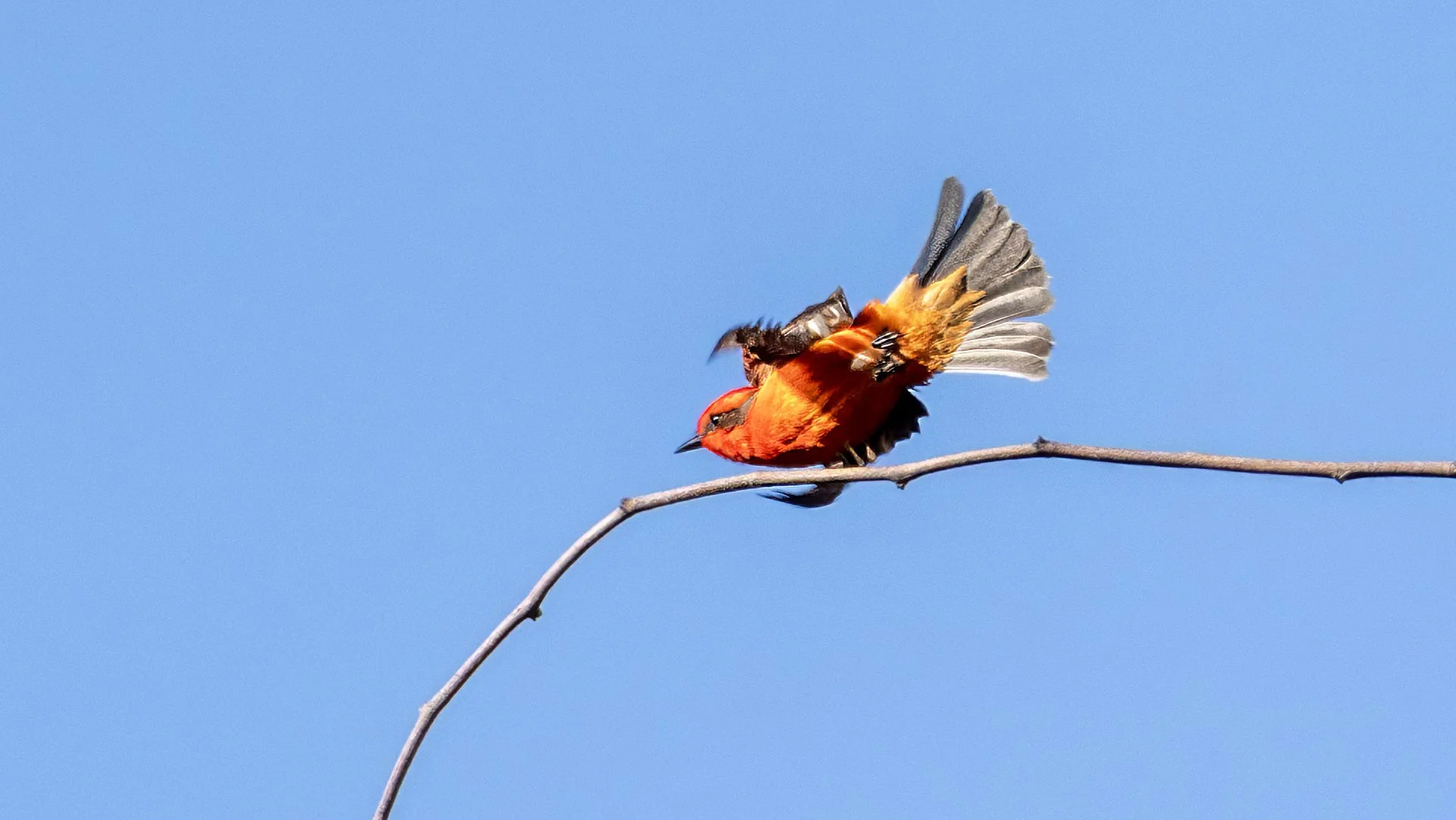 Vermillion Flycatcher