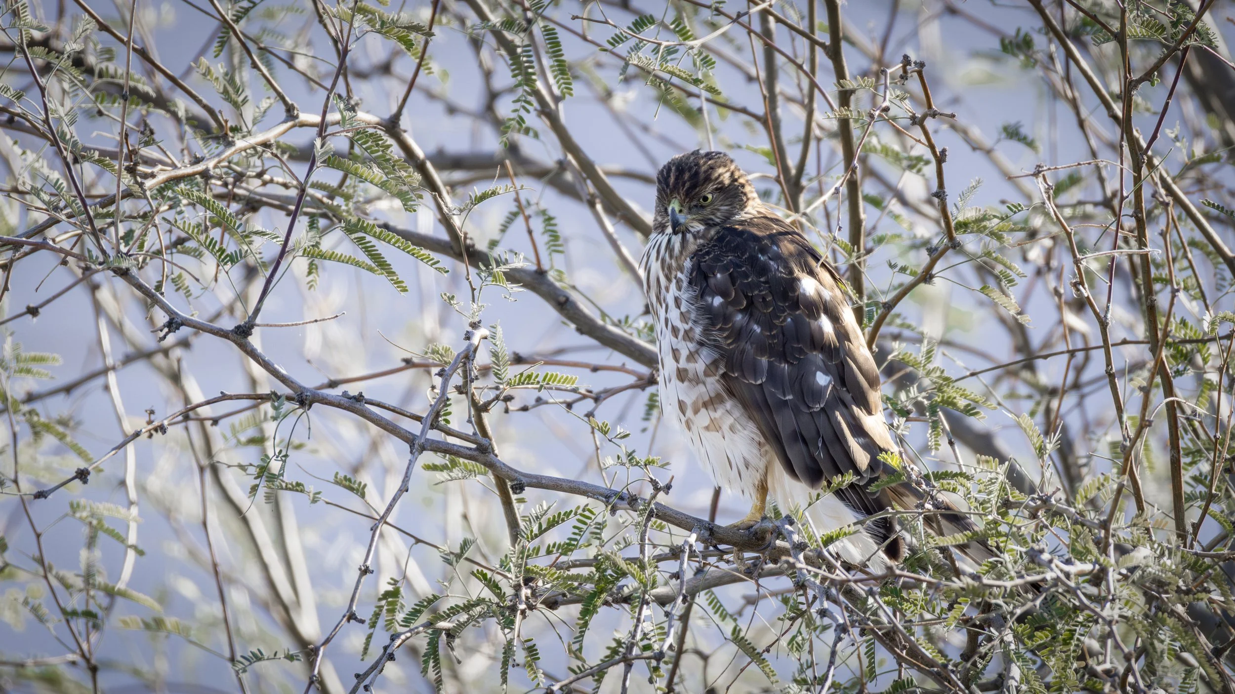 Cooper's Hawk