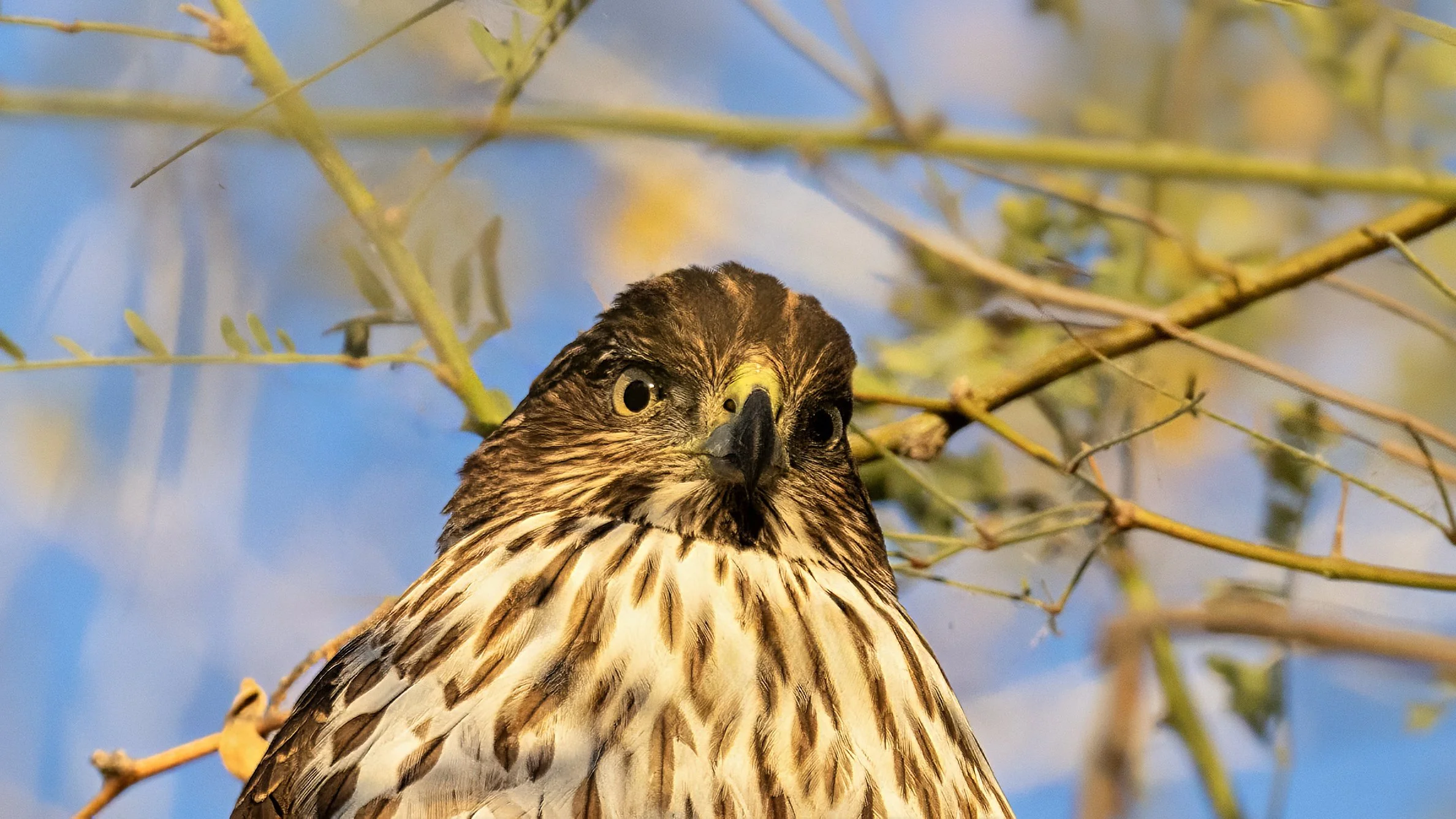 Cooper's Hawk