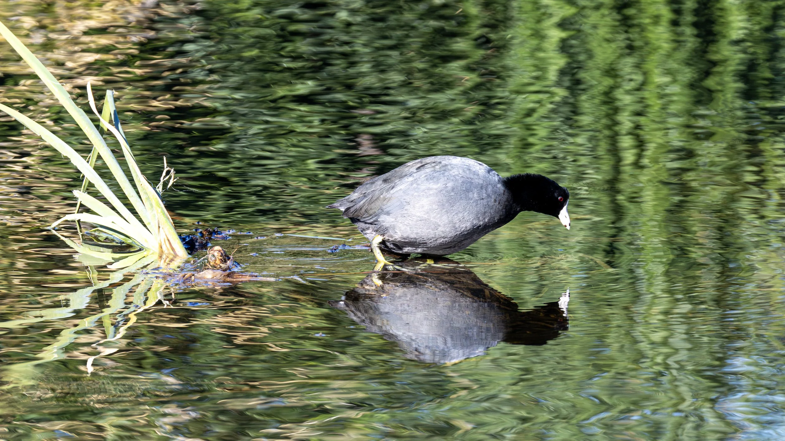 American Coot