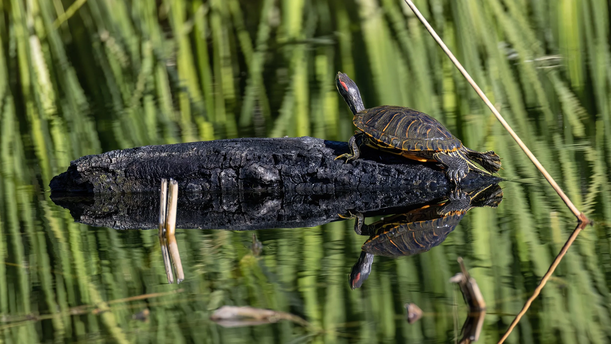 Red-eared Slider