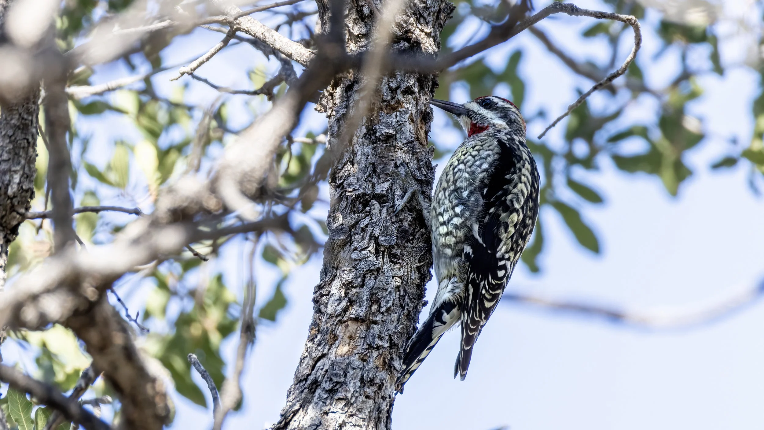 Red-napped Sapsucker  "LIFER"