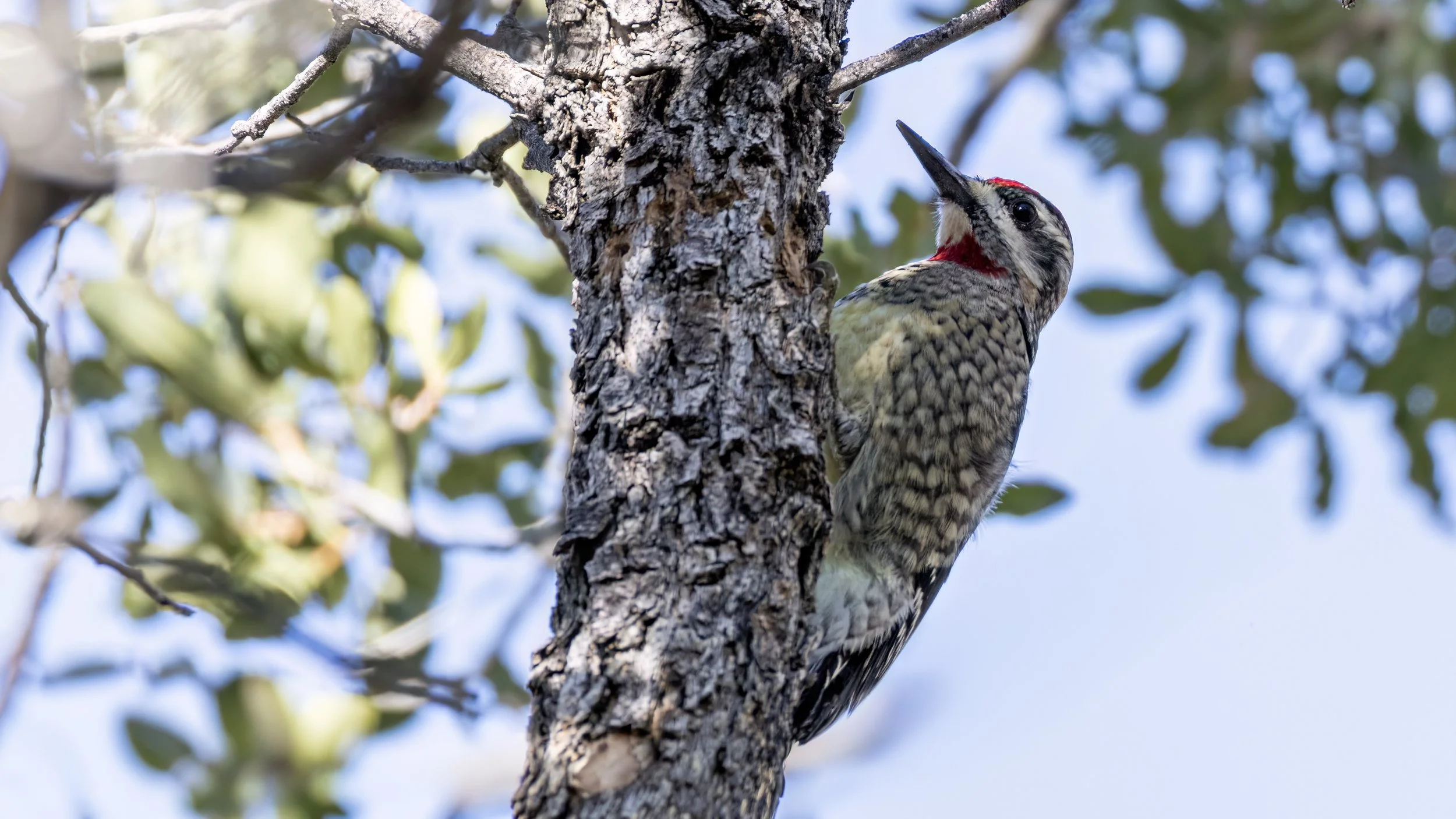 Rec-napped Sapsucker 