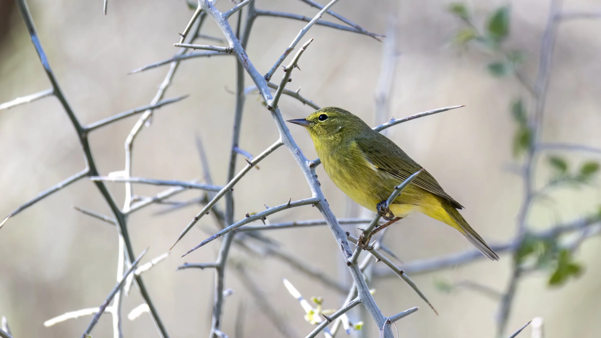 Orange-crowned Warbler