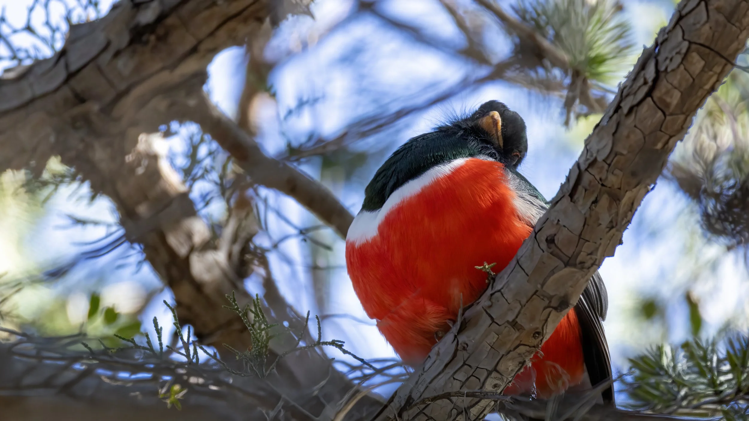 Coppery-tailed Trogon "LIFER"