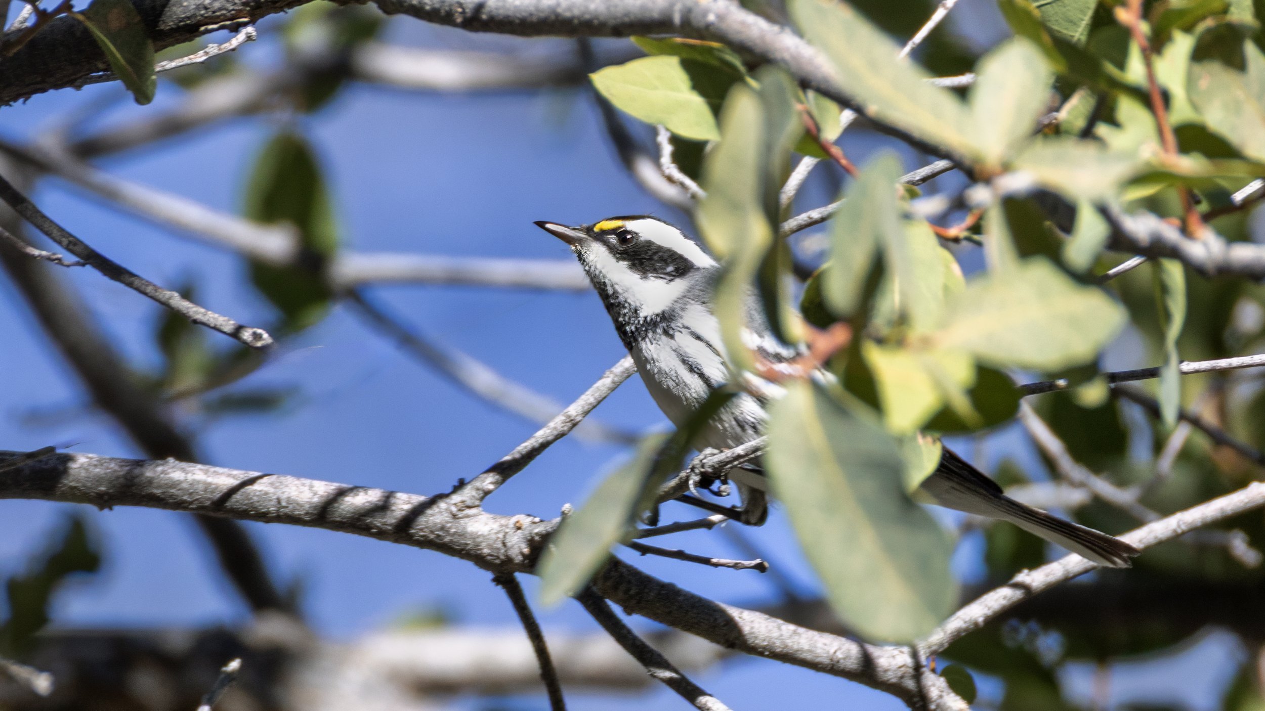 Black-throated Grey Warbler   "LIFER"