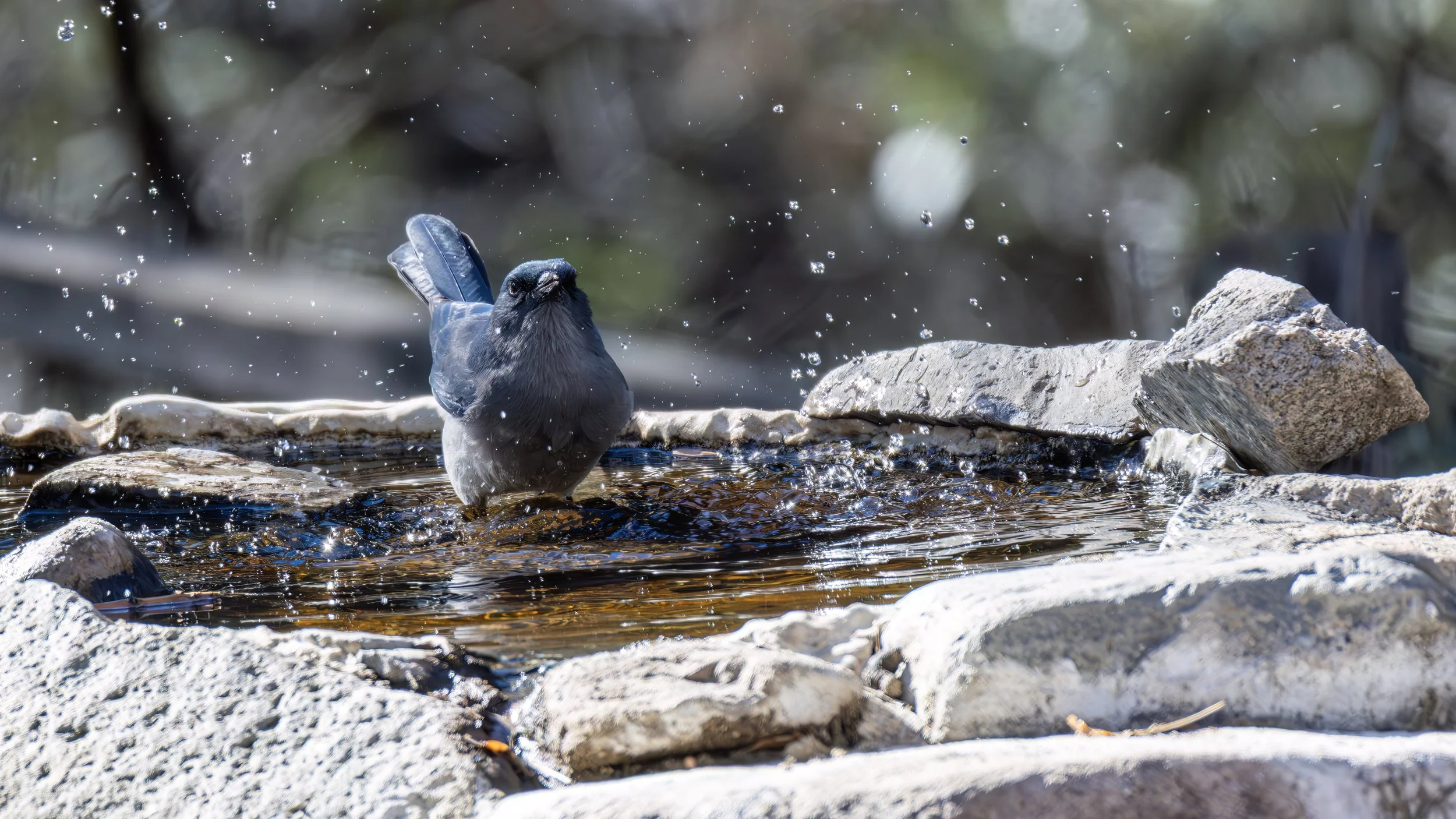 Mexican Jay 