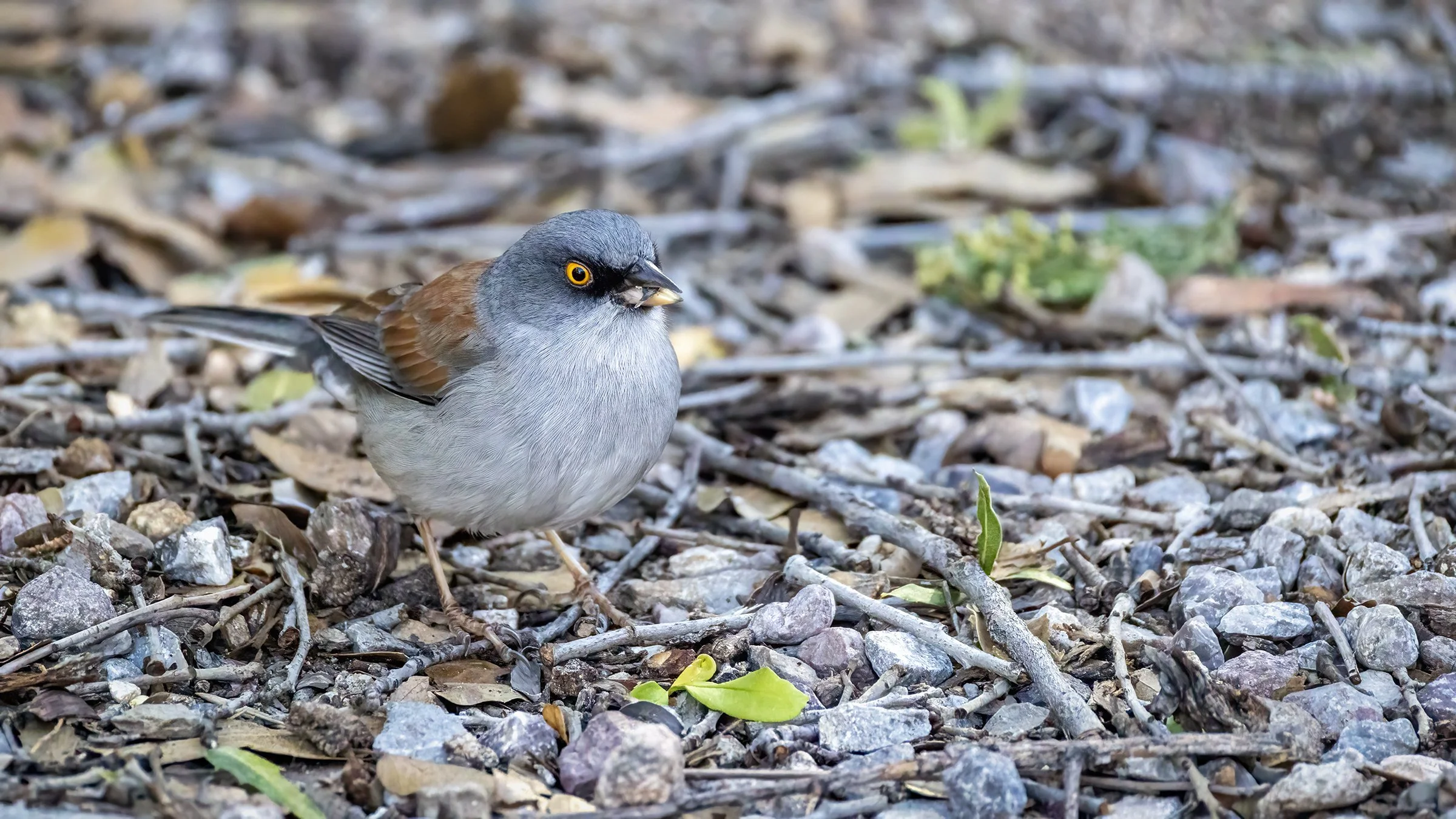 Yellow-eyed Junco  "LIFER"