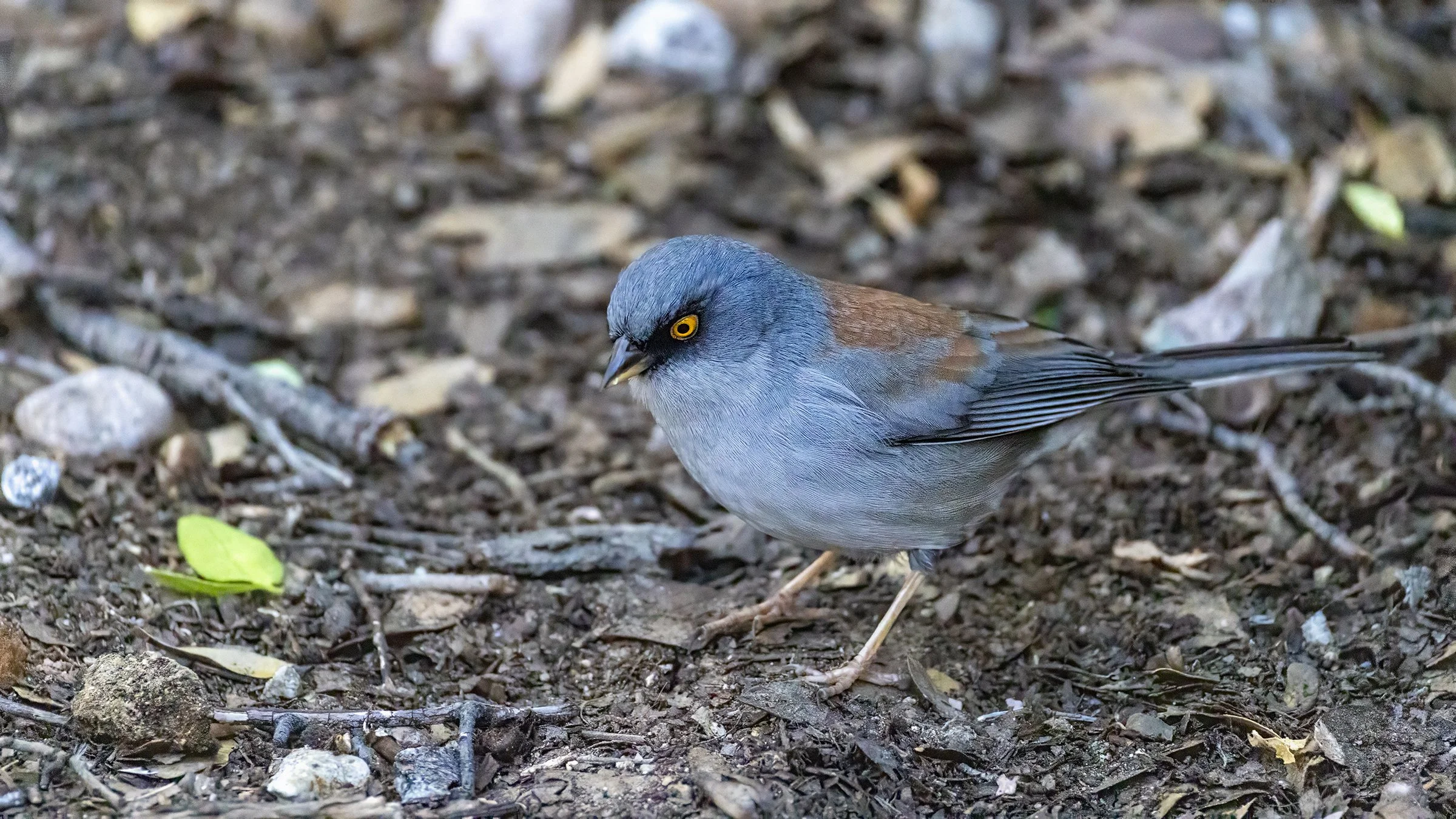 Yellow-eyed Junco