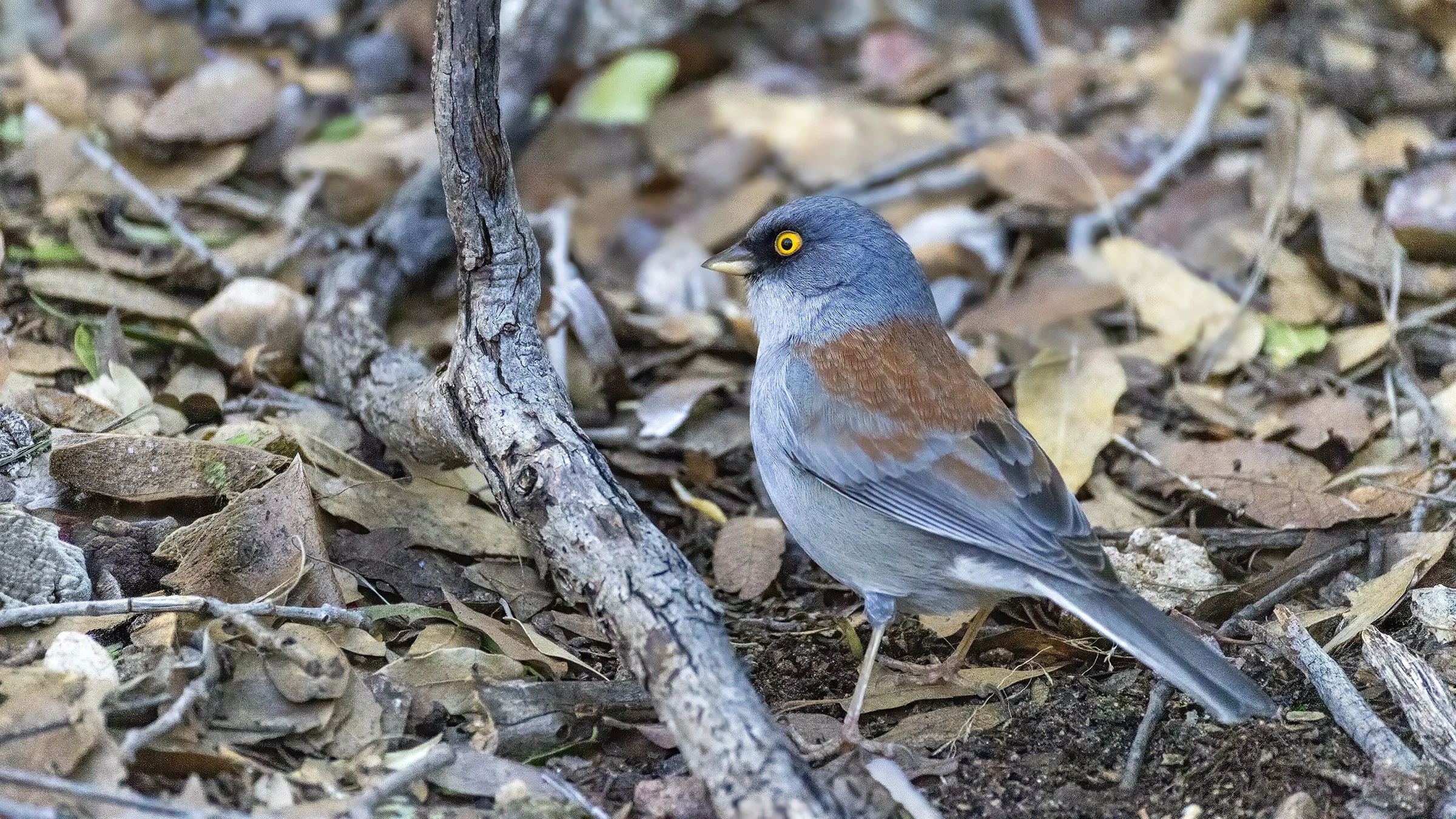 Yellow-eyed Junco