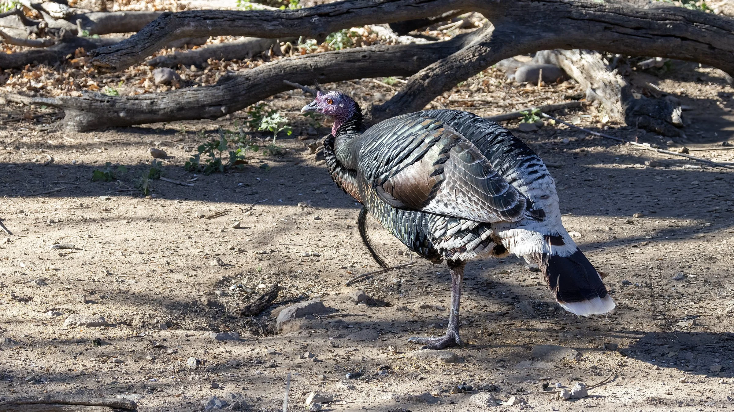 Wild Turkey