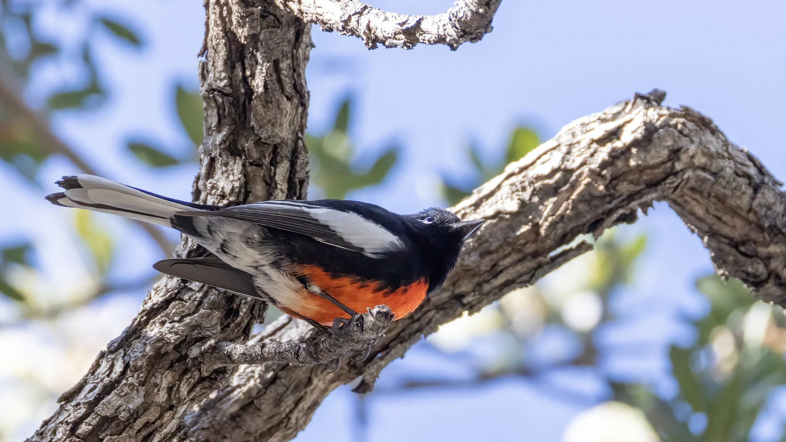 Painted Redstart "LIFER"