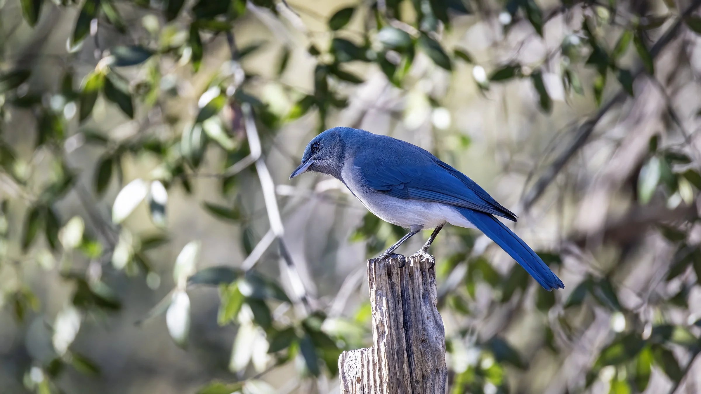 Mexican Jay
