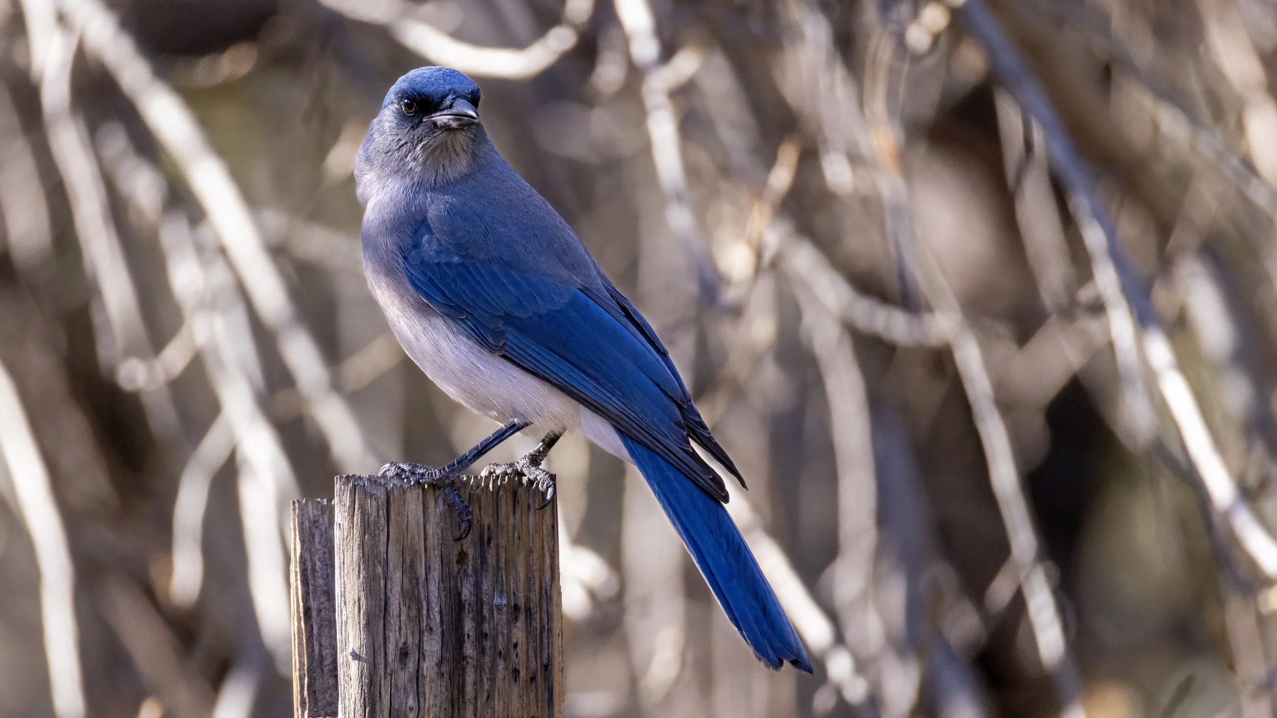 Mexican Jay "LIFER"