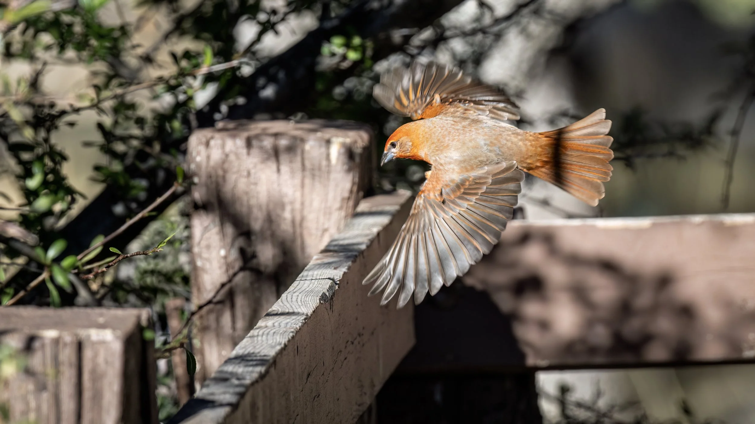 Hepatic Tanager "LIFER"