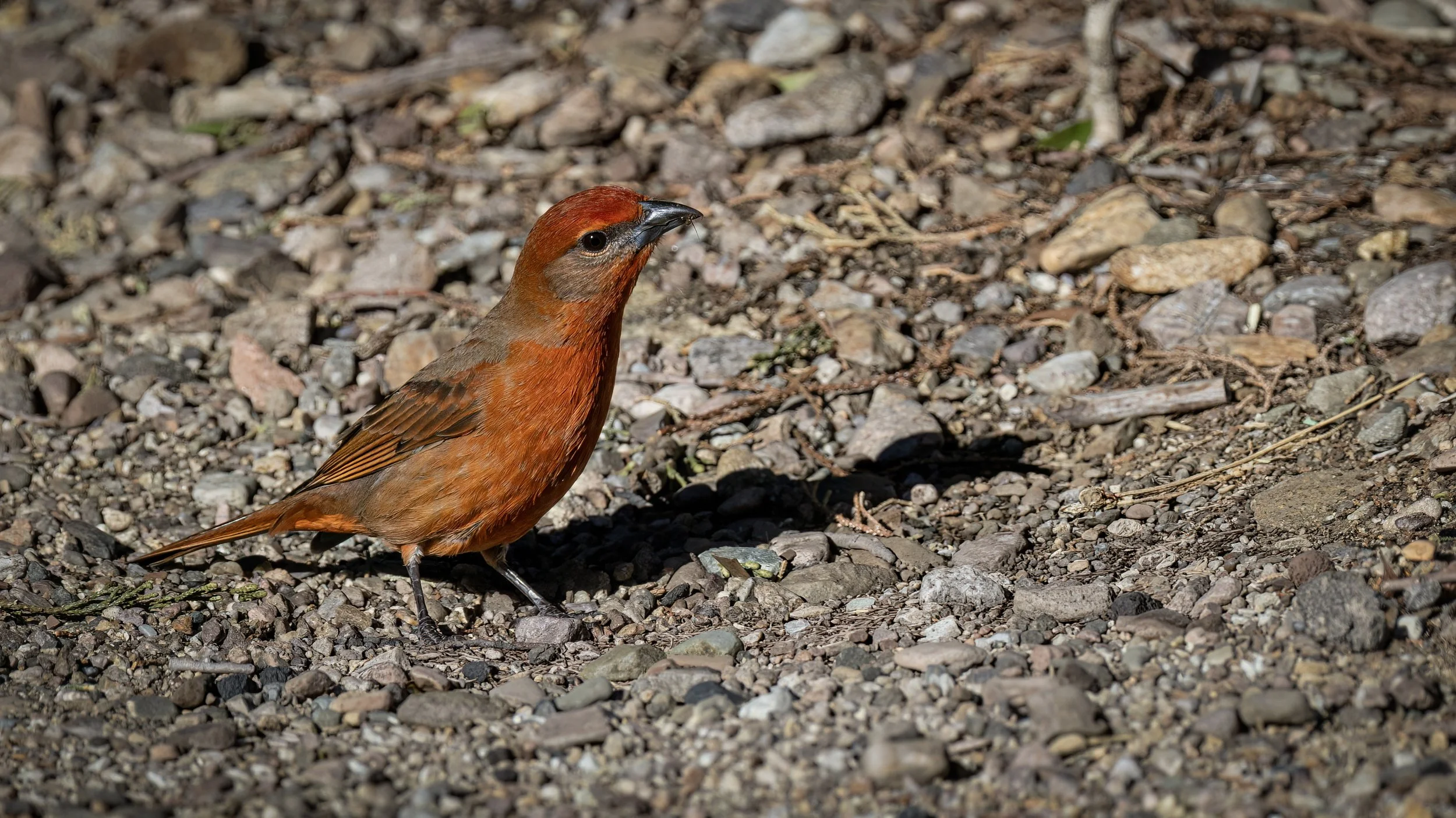 Hepatic Tanager