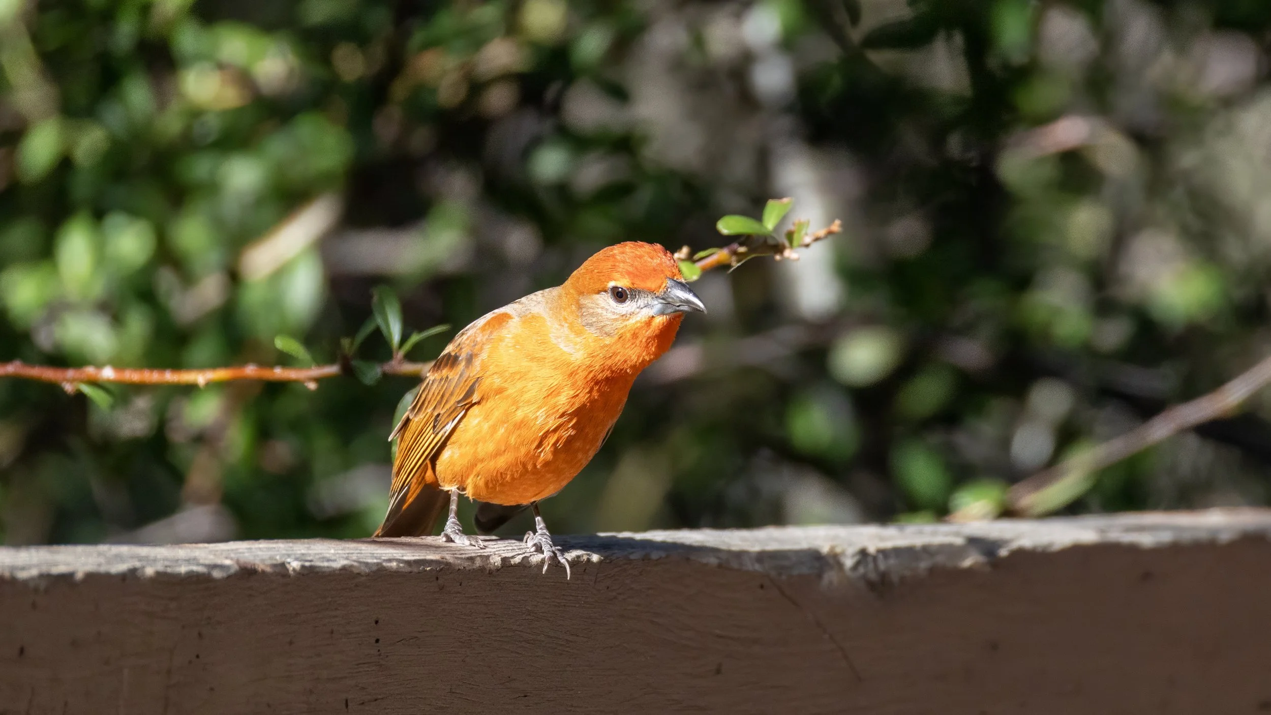 Hepatic Tanager