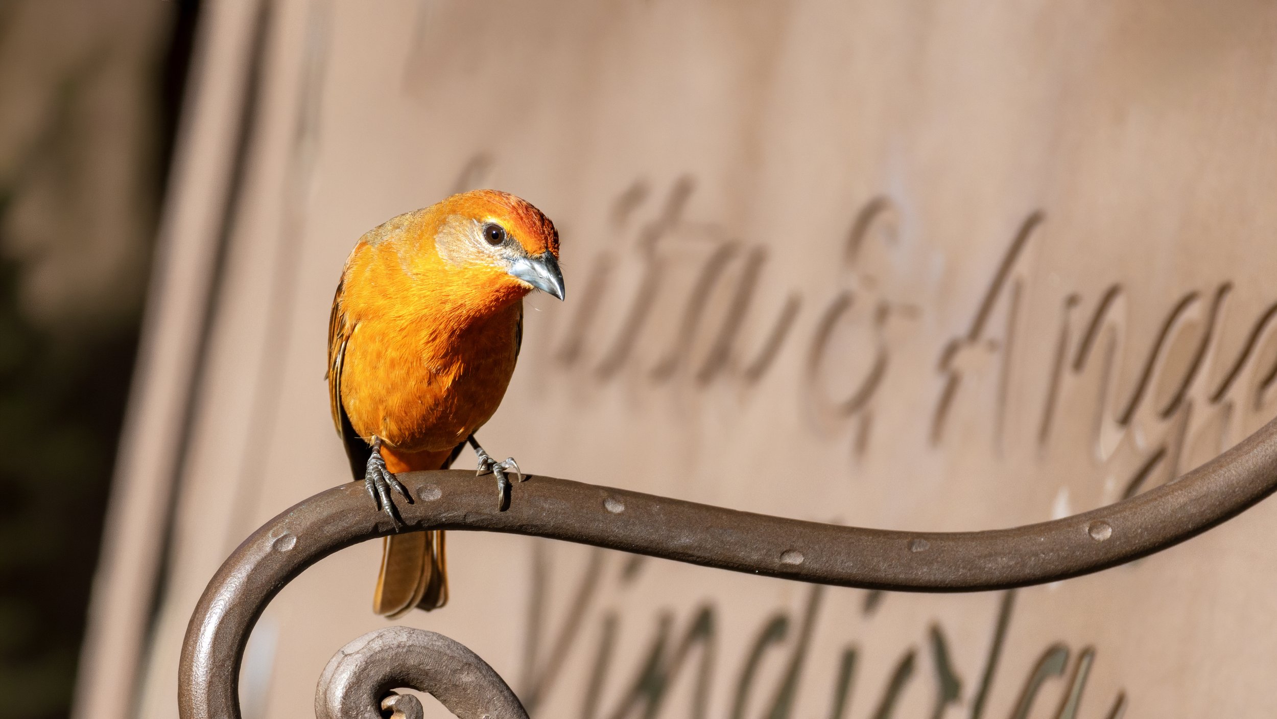 Hepatic Tanager