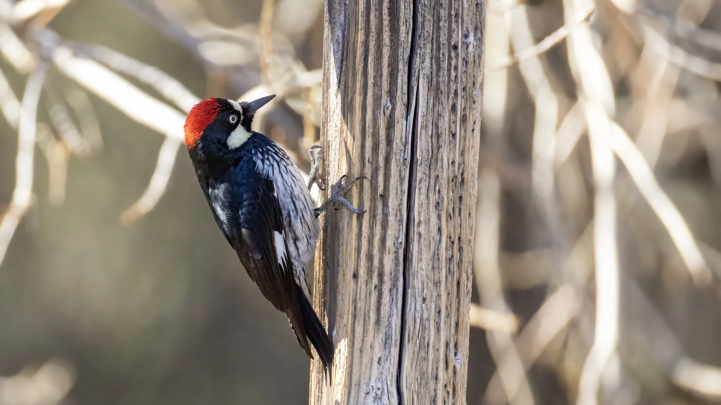Acorn Woodpecker