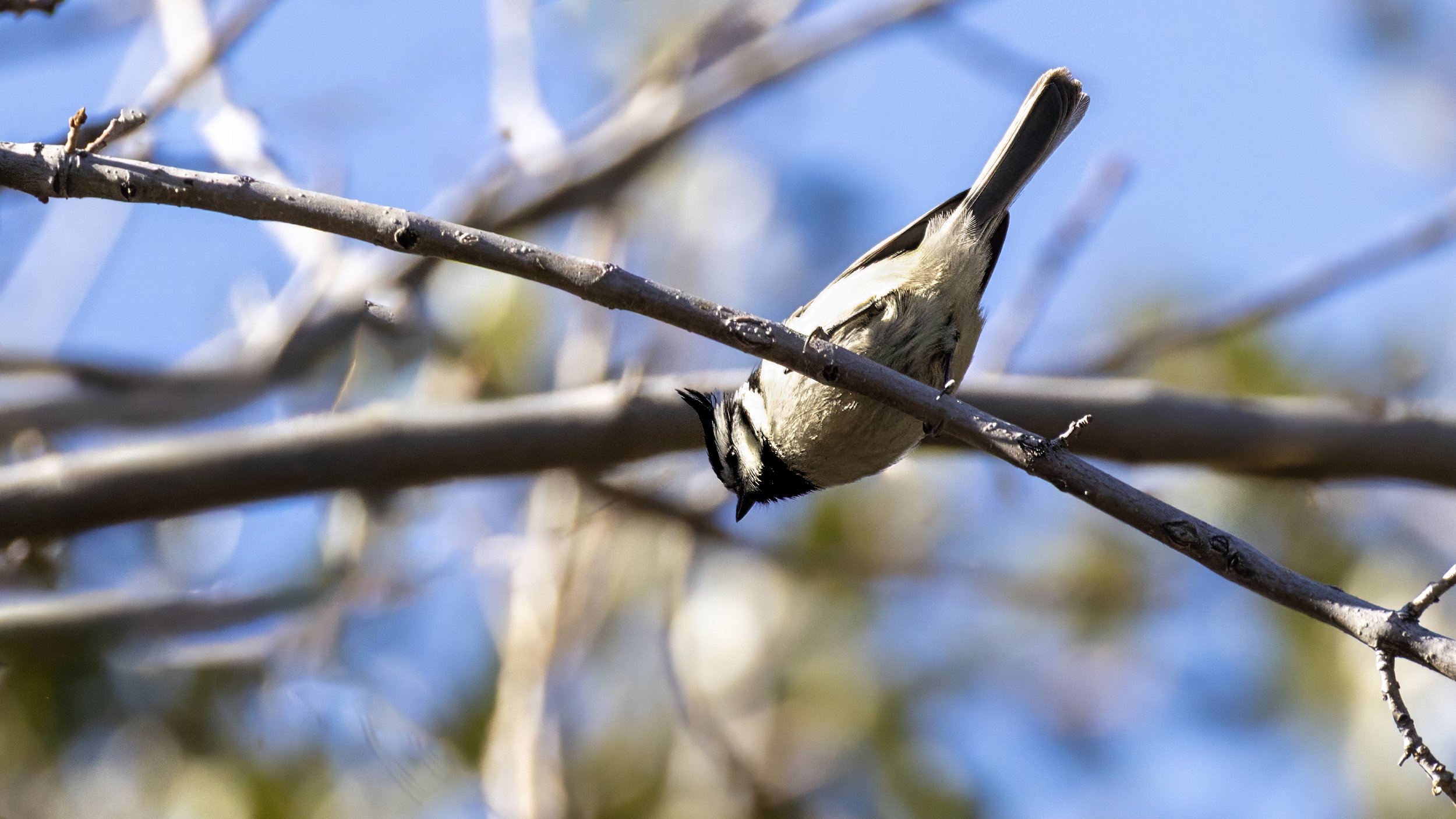 Bridled Titmouse "LIFER"
