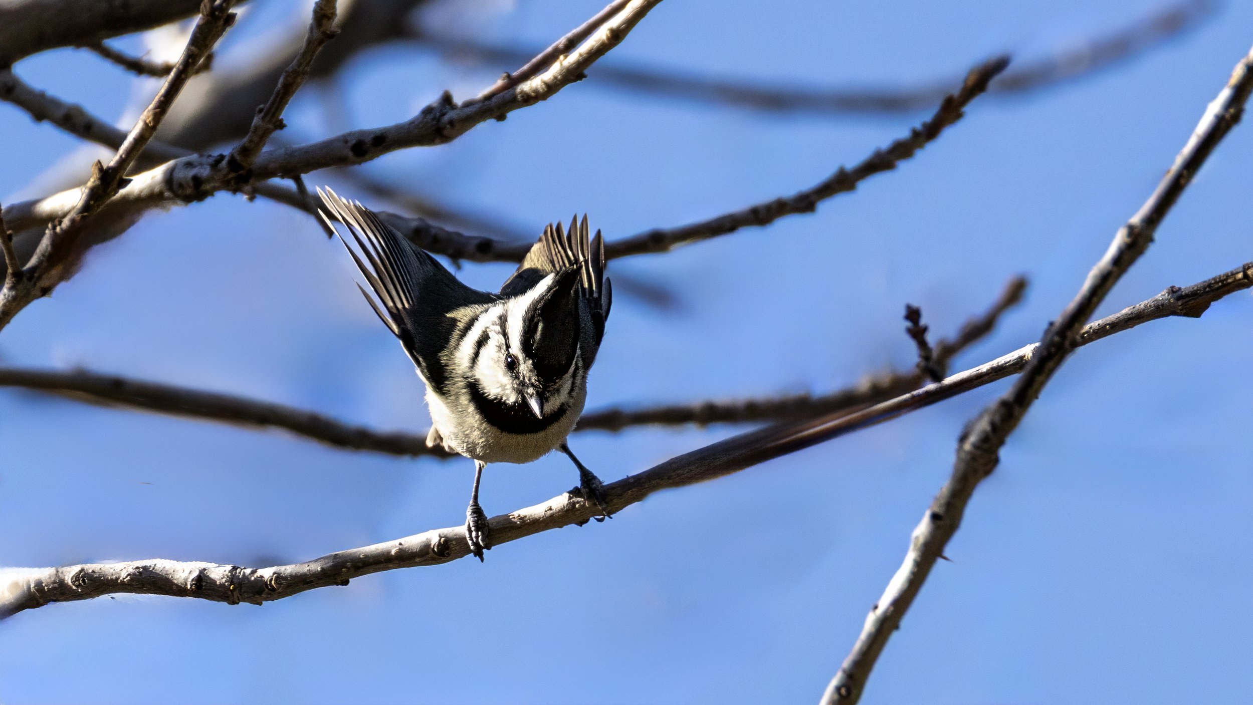 Bridled Titmouse