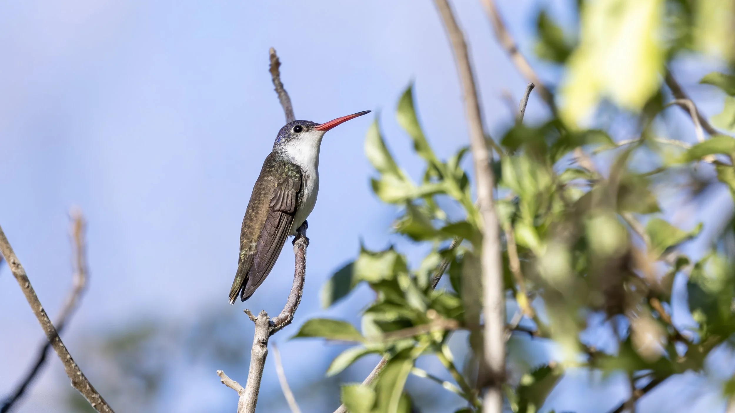 Violet-crowned Hummingbird "Lifer"