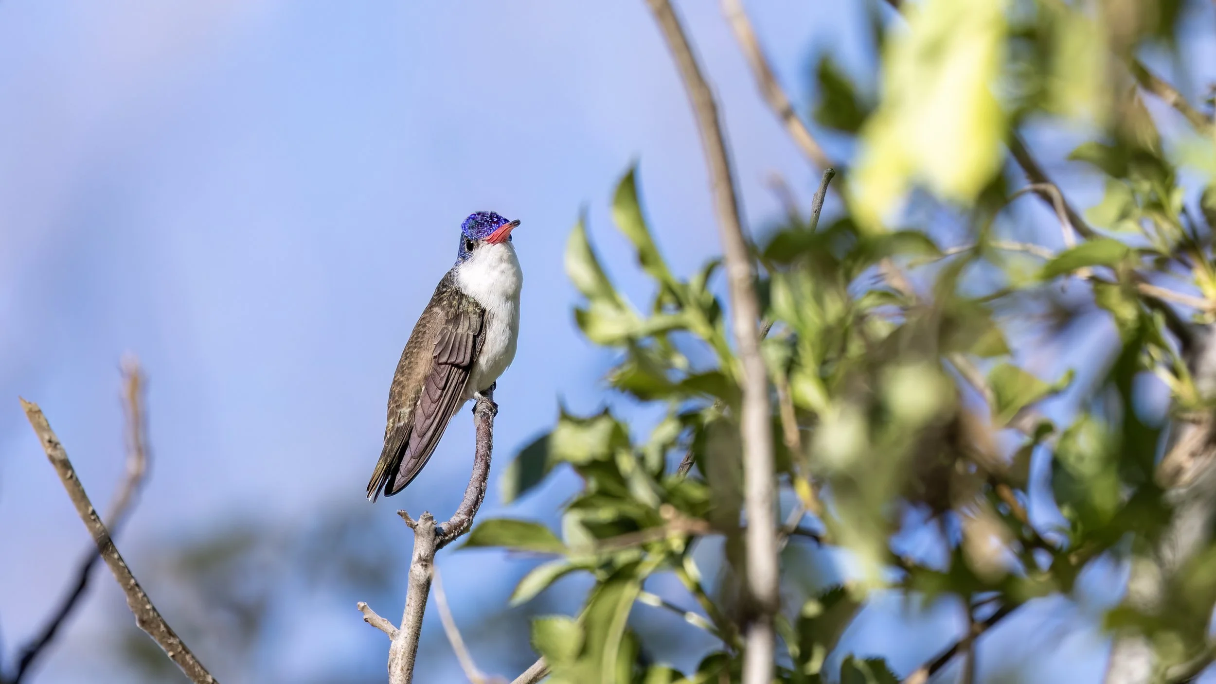 Violet-crowned Hummingbird