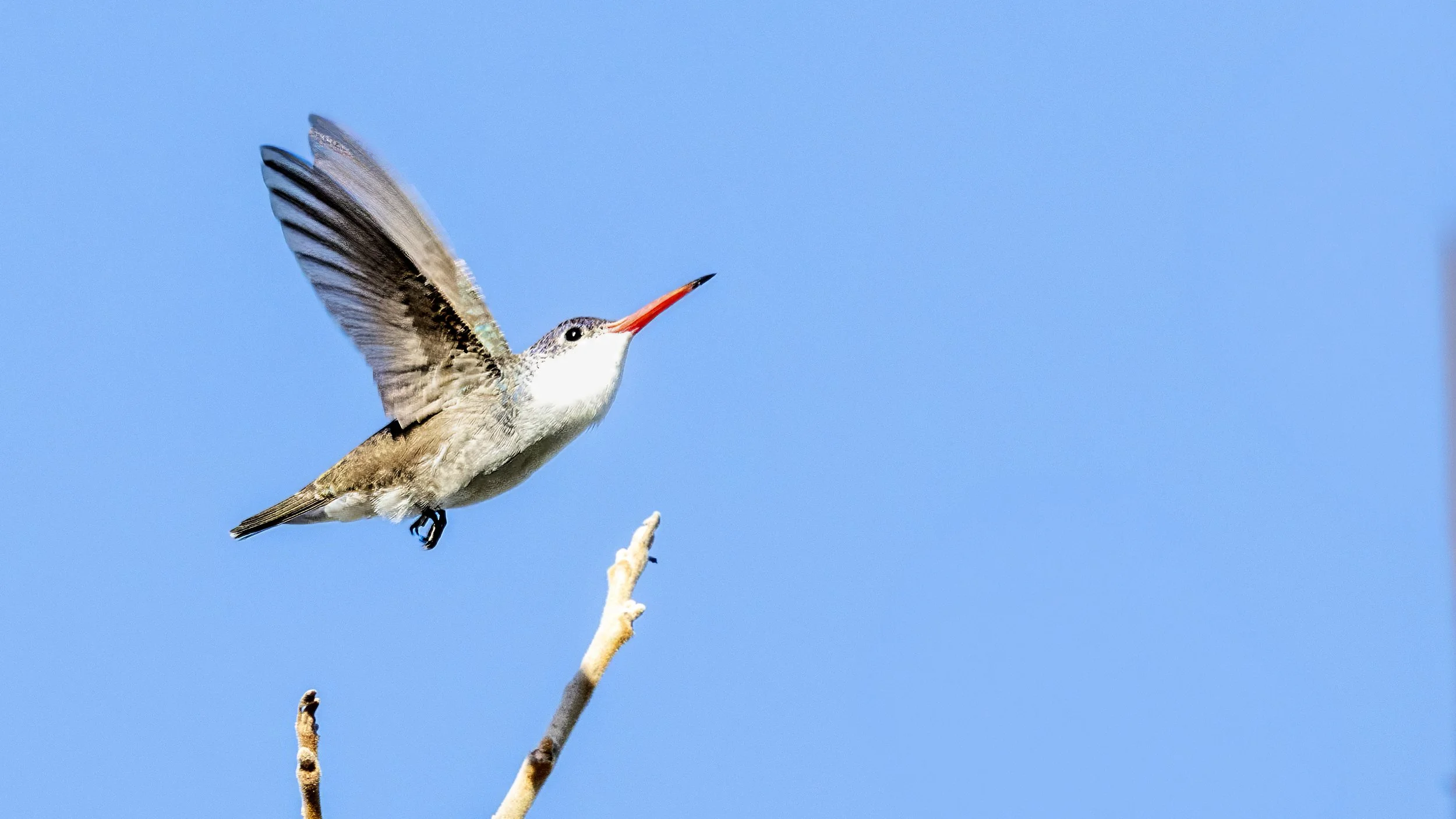 Violet-crowned Hummingbird