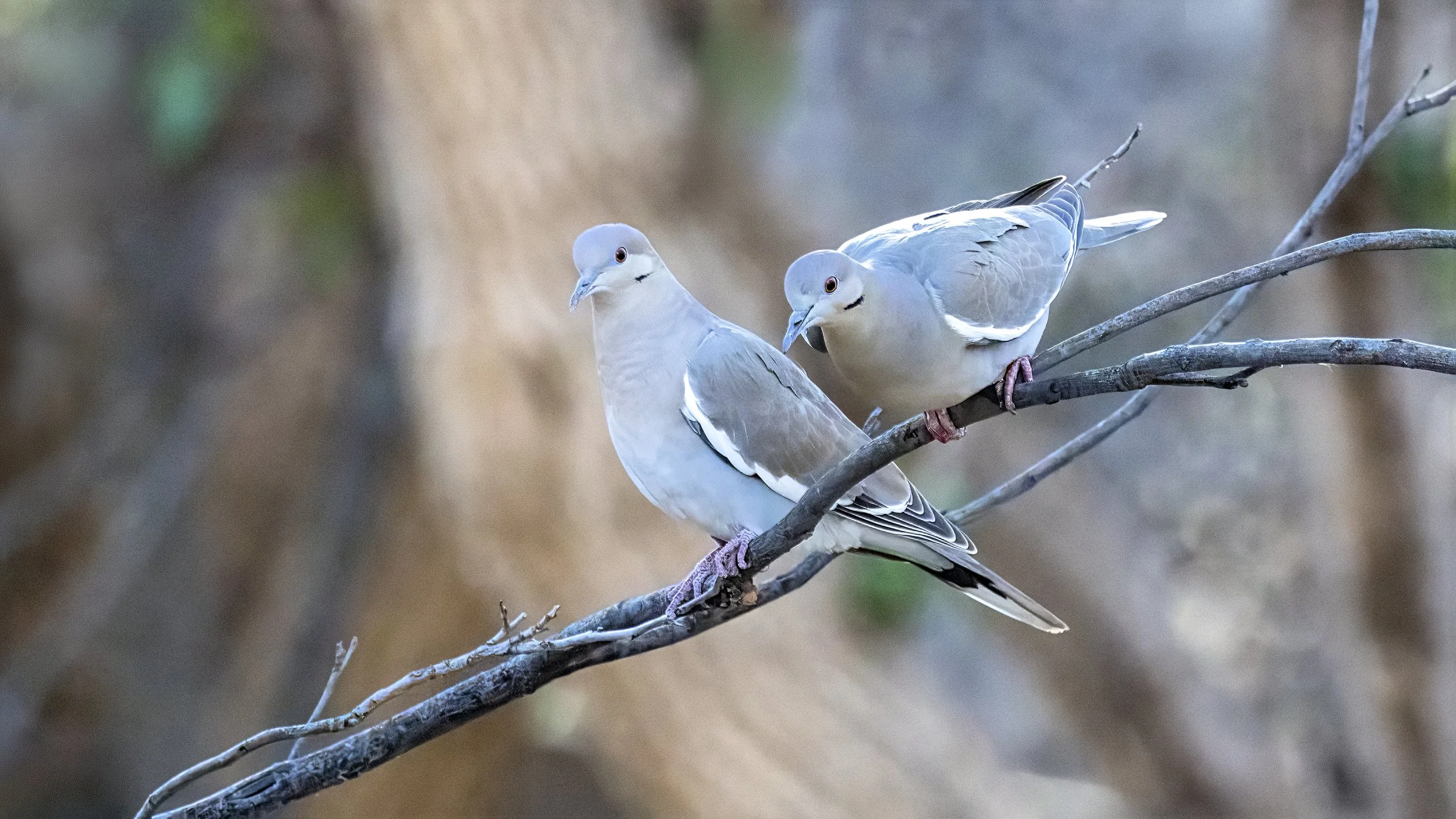 White-winged Dove