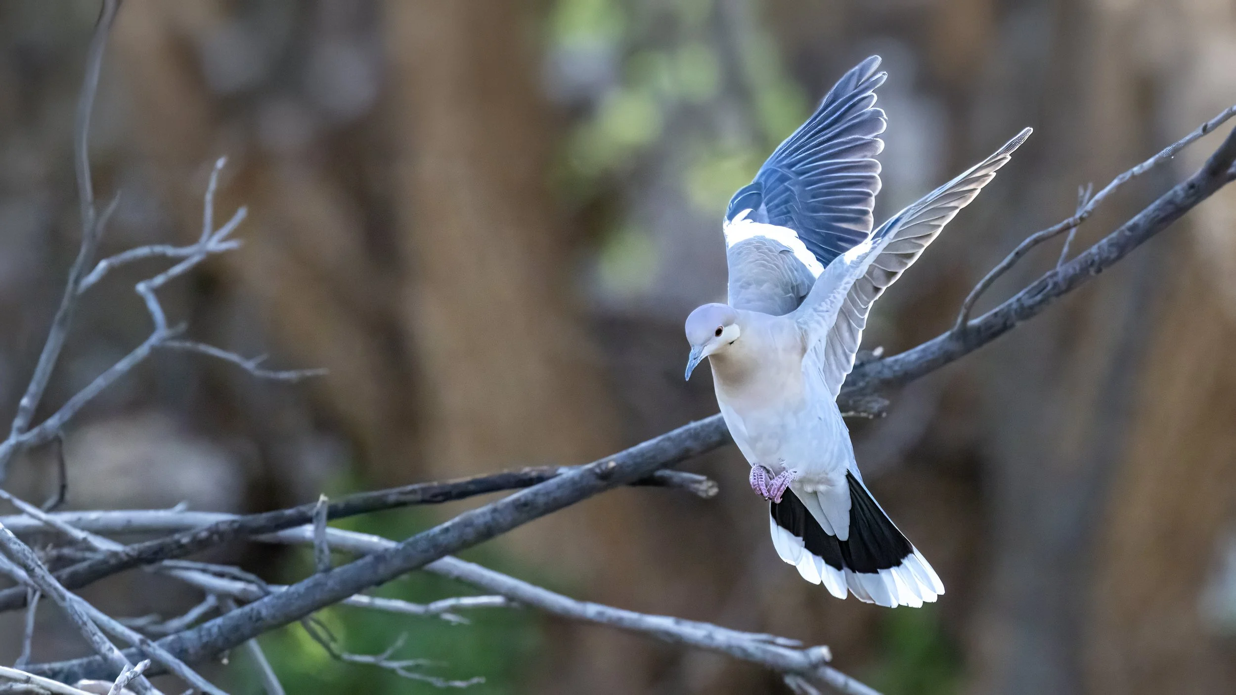 White-winged Dove