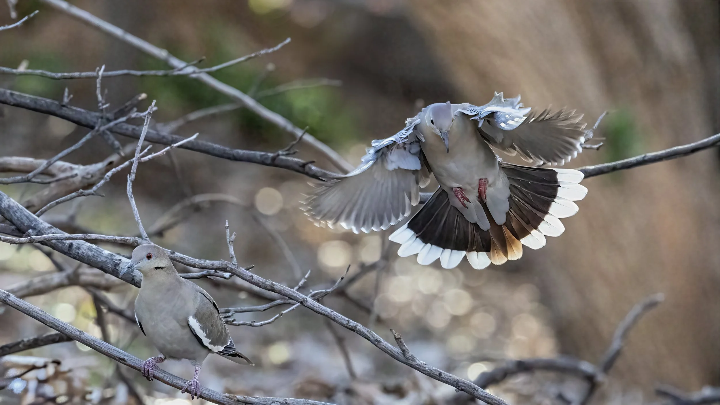White-winged Dove
