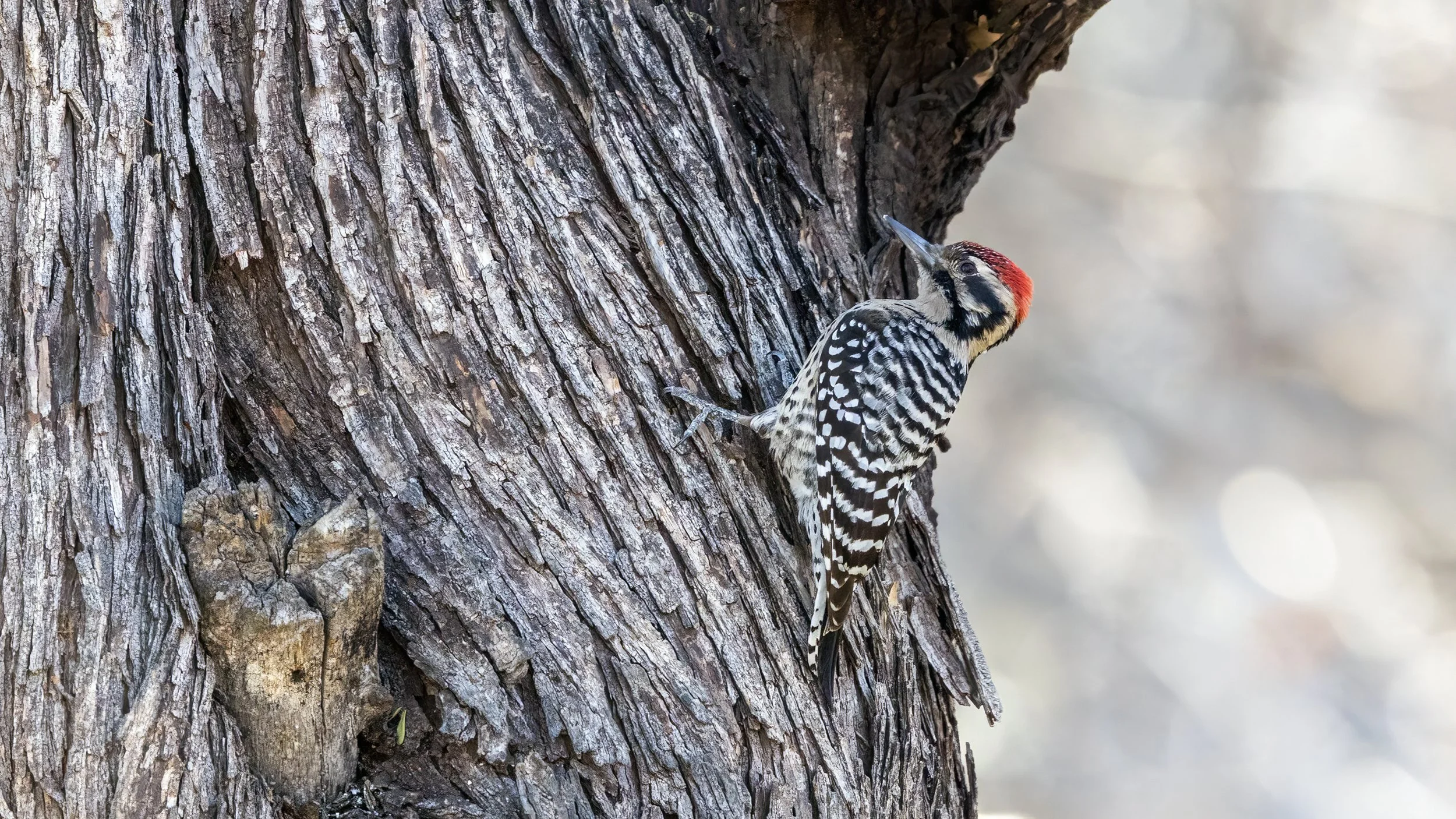 Ladder-backed Woodpecker  "LIFER"