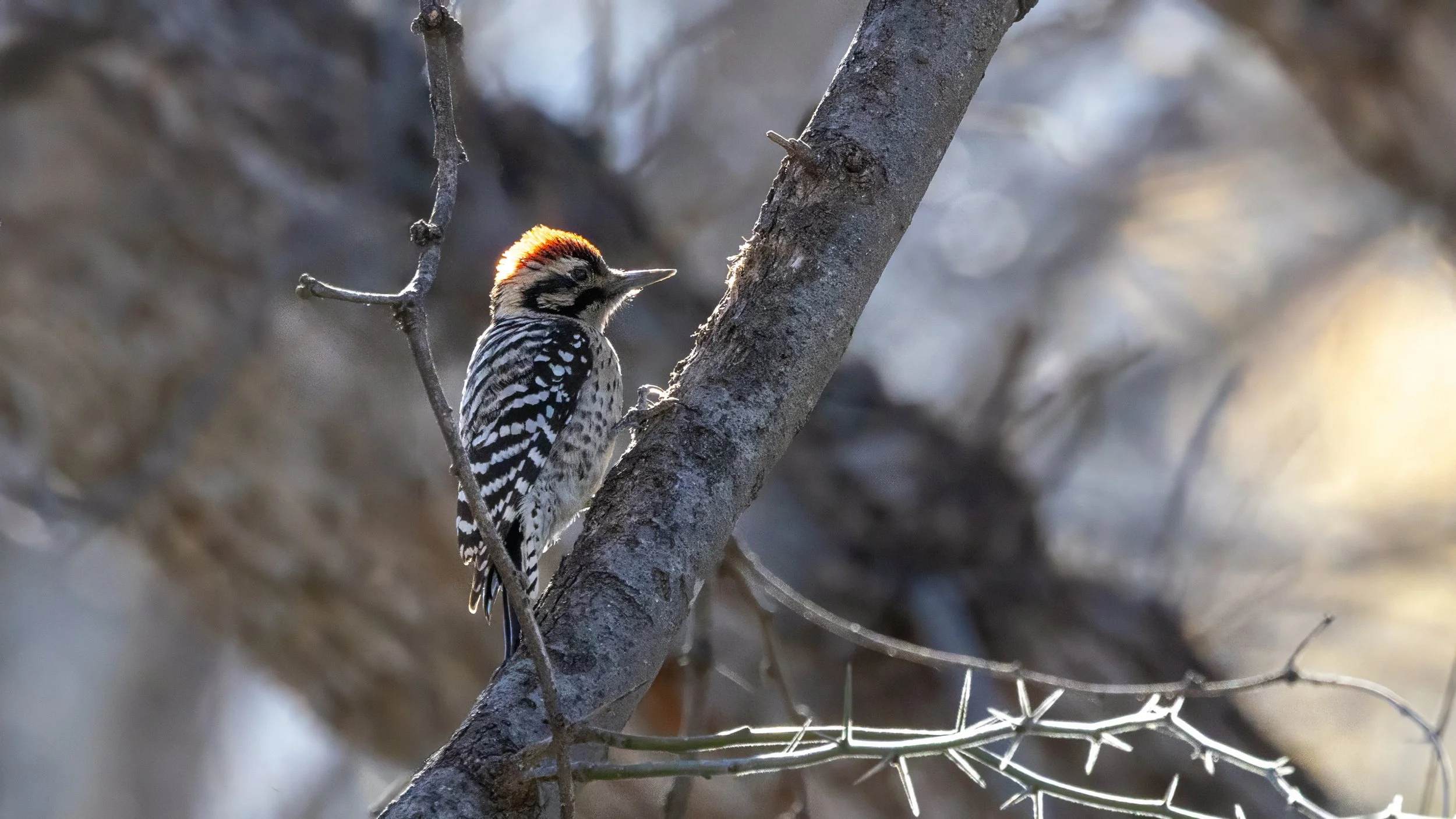 Ladder-backed Woodpecker