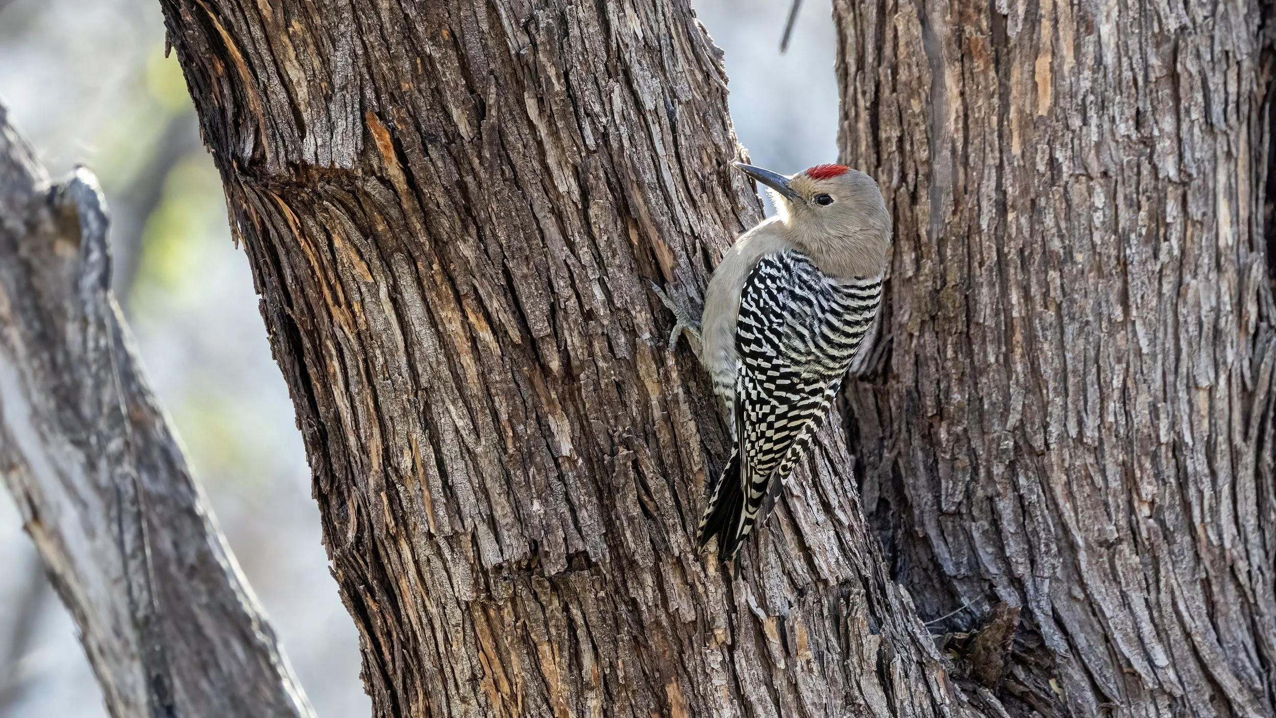 Gila Woodpecker