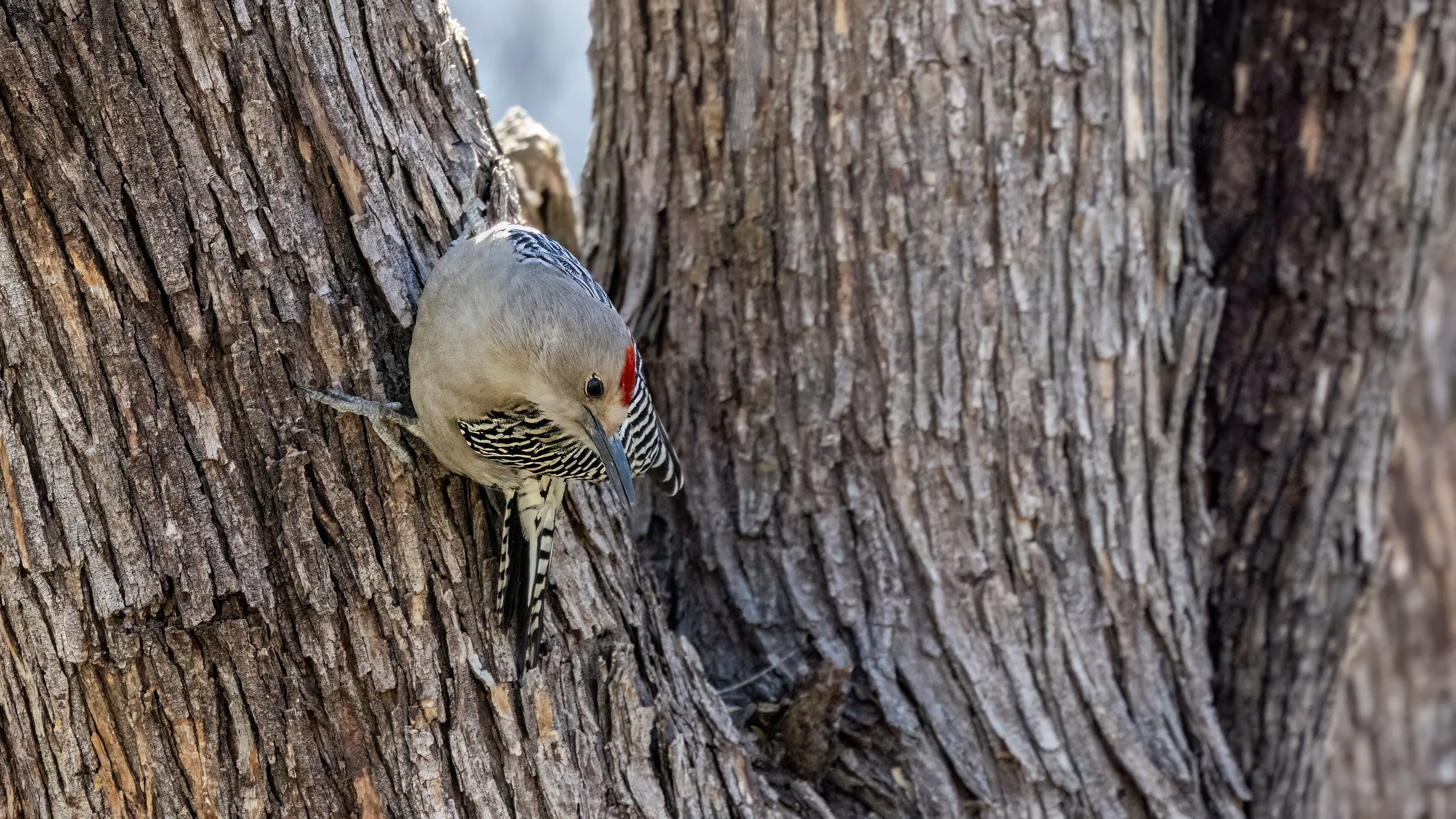 Gila Woodpecker