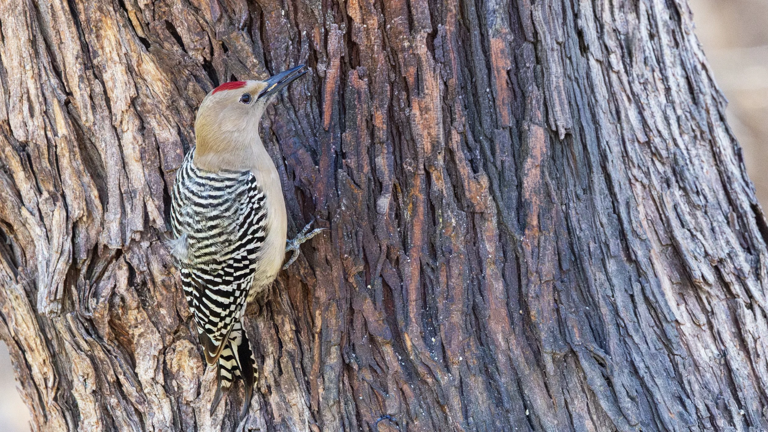 Gila Woodpecker