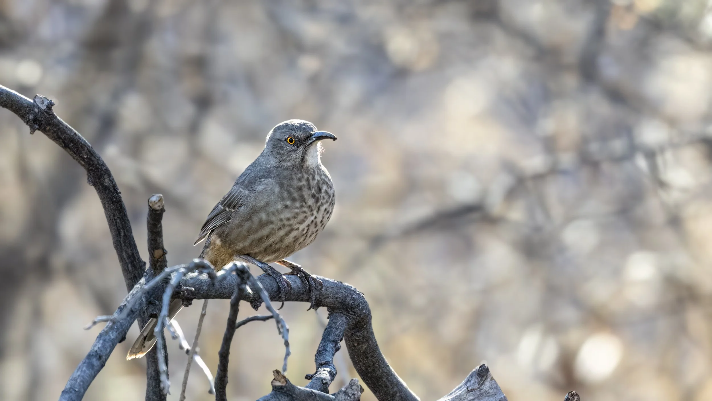 Curve-billed Thrasher  "LIFER"