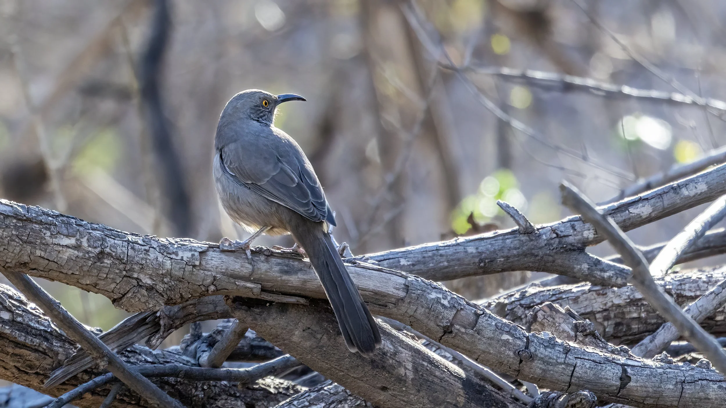 Curve-billed Thrasher