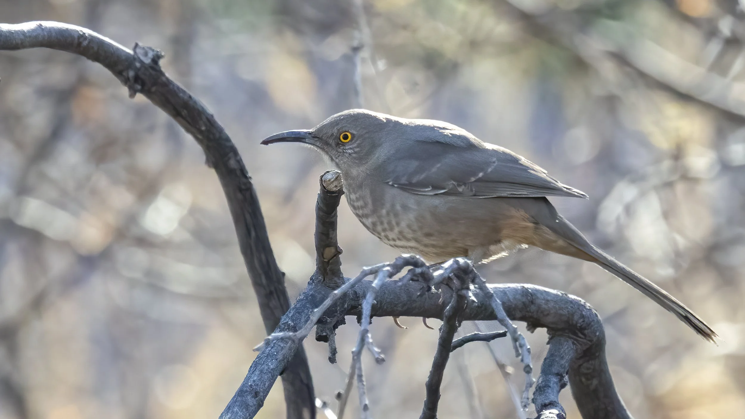 Curve-billed Thrasher
