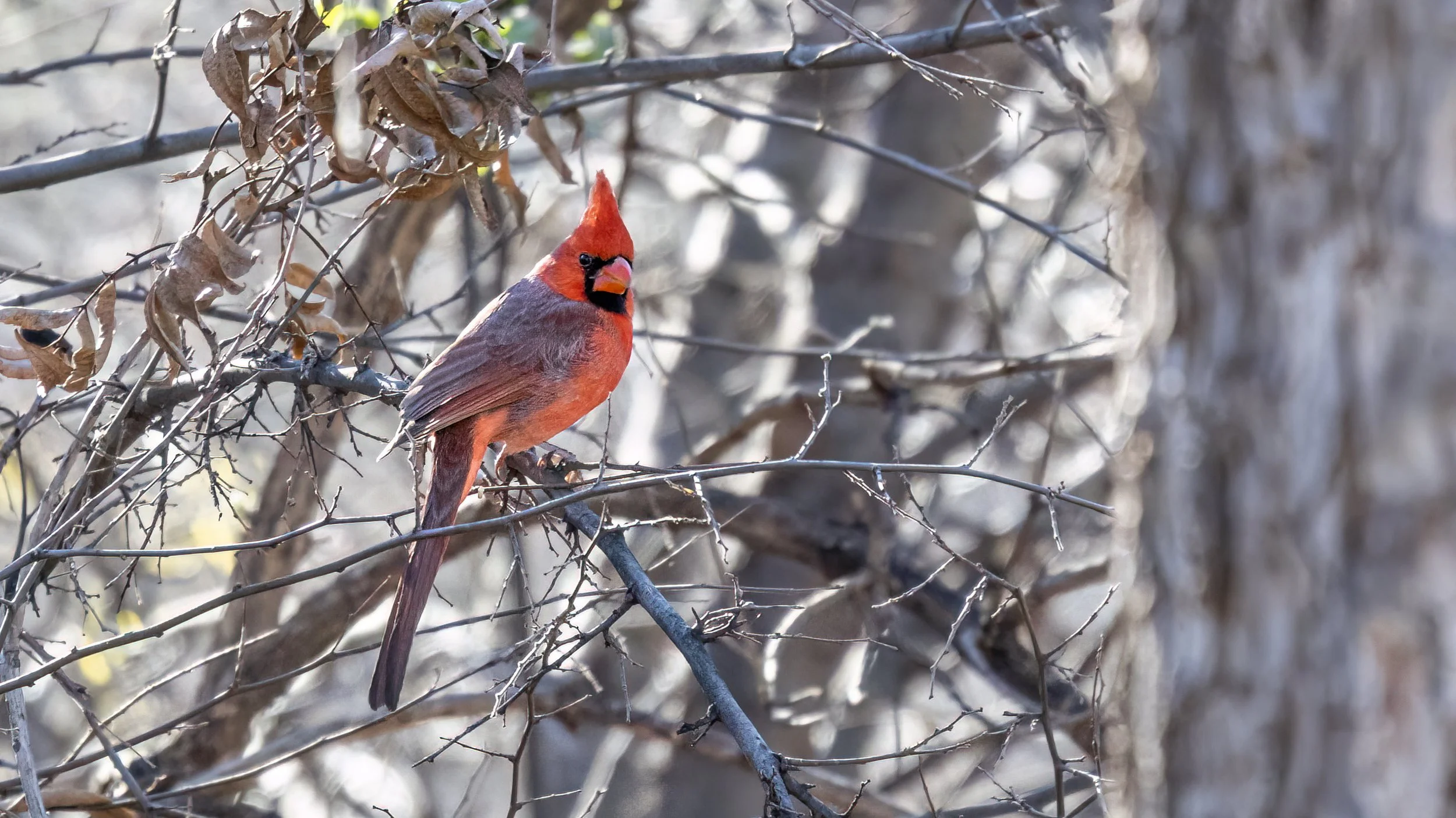 Northern Cardinal