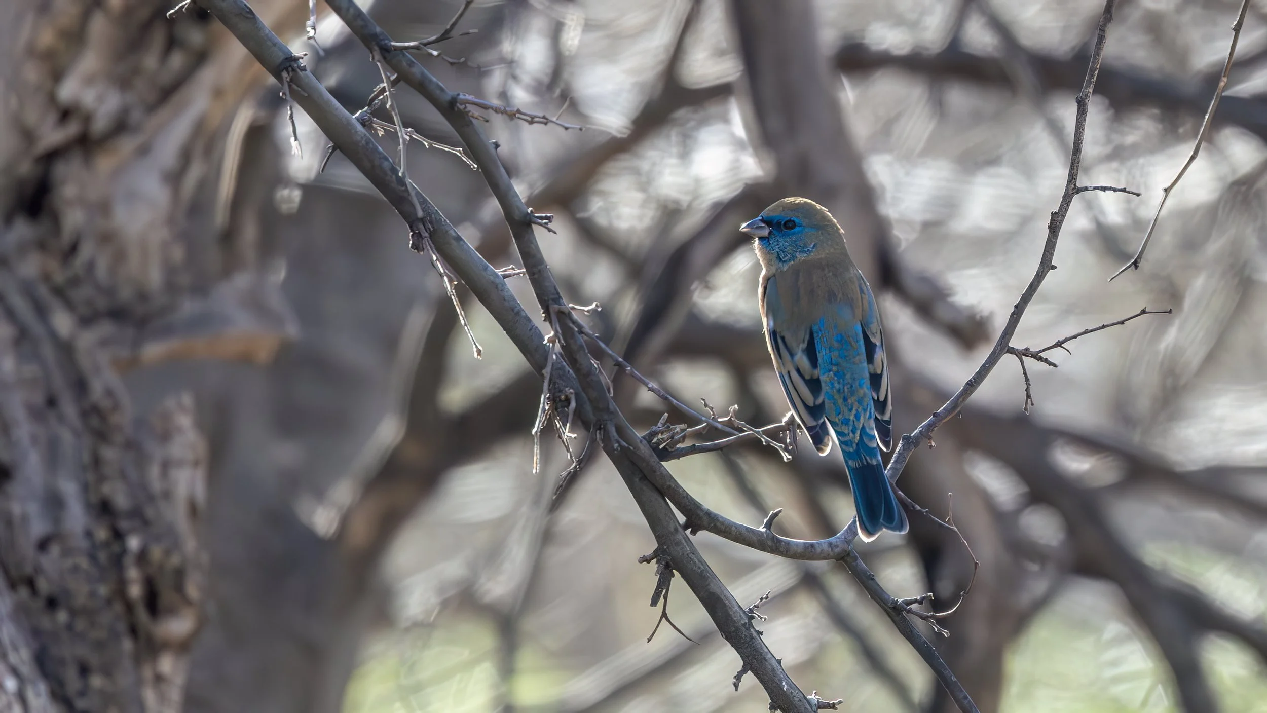 Lazuli Bunting  "LIFER"