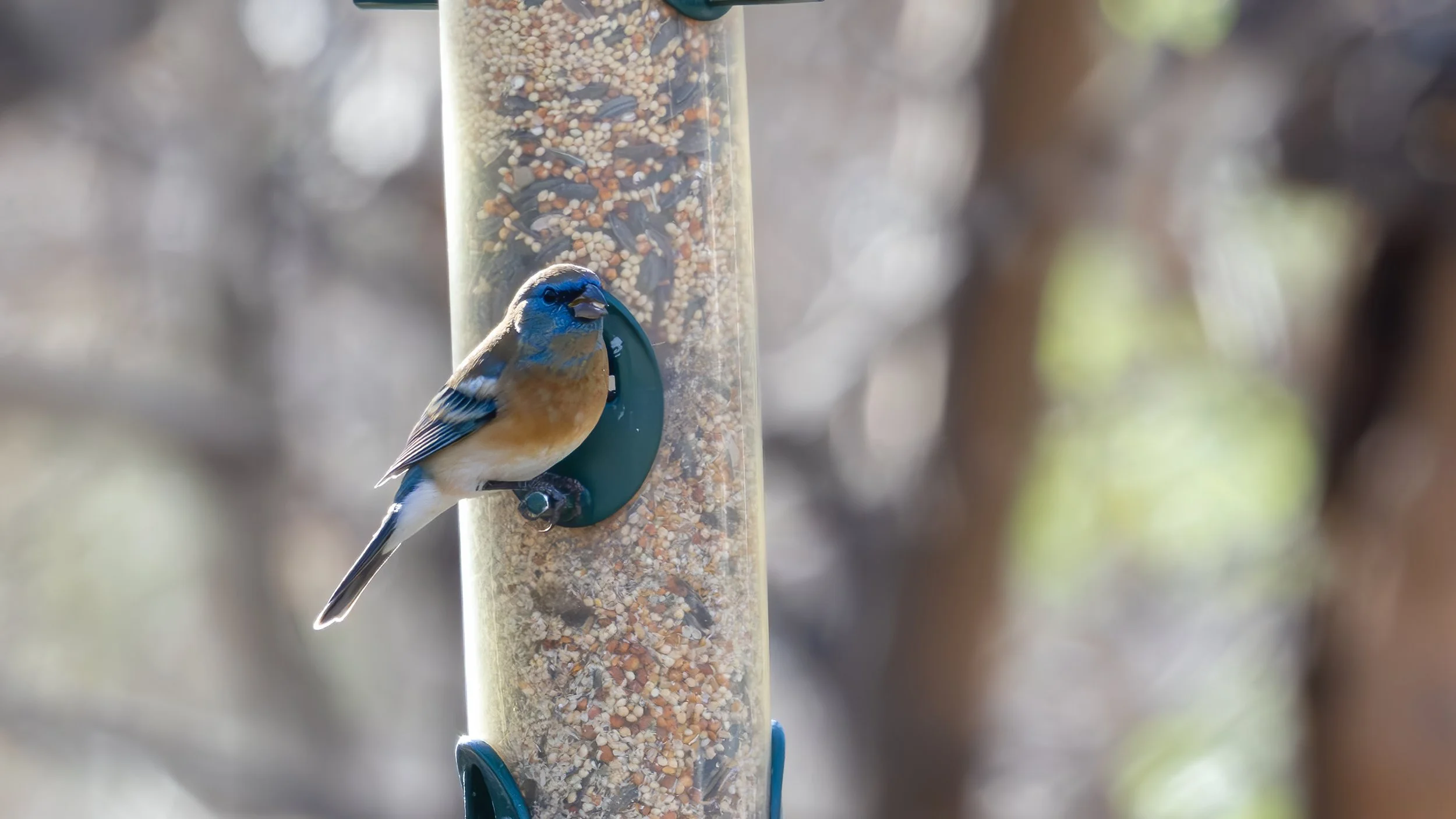 Lazuli Bunting  "LIFER"