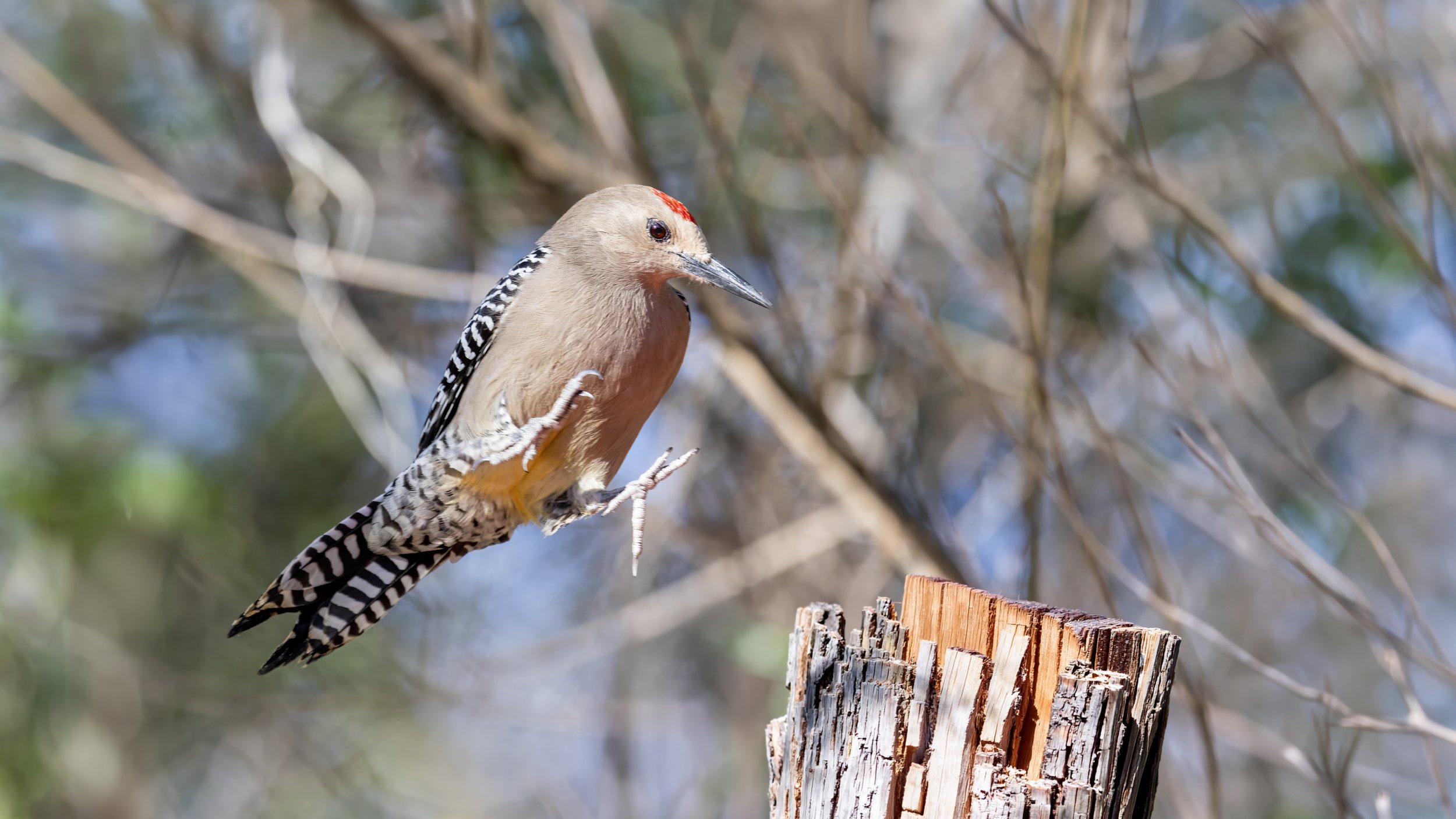 Gila Woodpecker