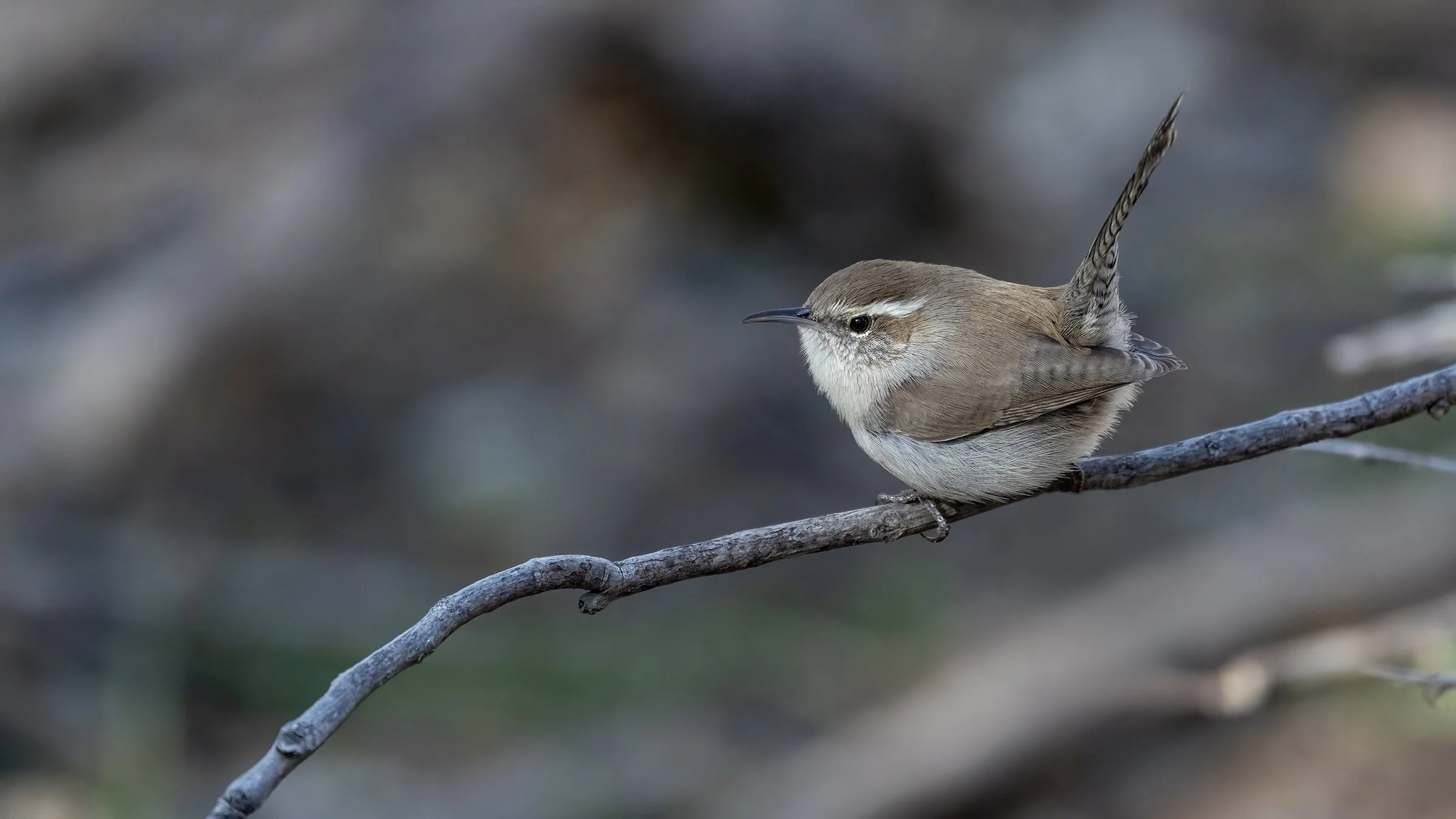 Bewick's Wren  "LIFER"